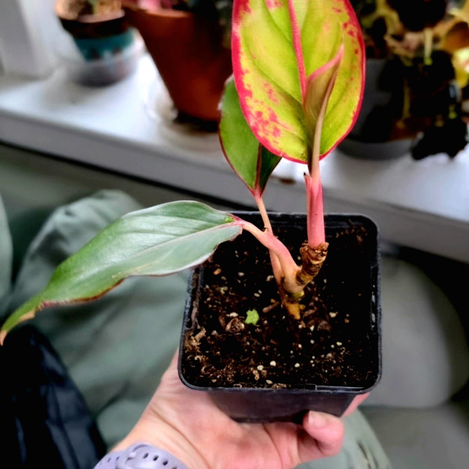 Aglaonema Siam Aurora Starter Plant | Red Chinese Evergreen, Pink Variegated Foliage