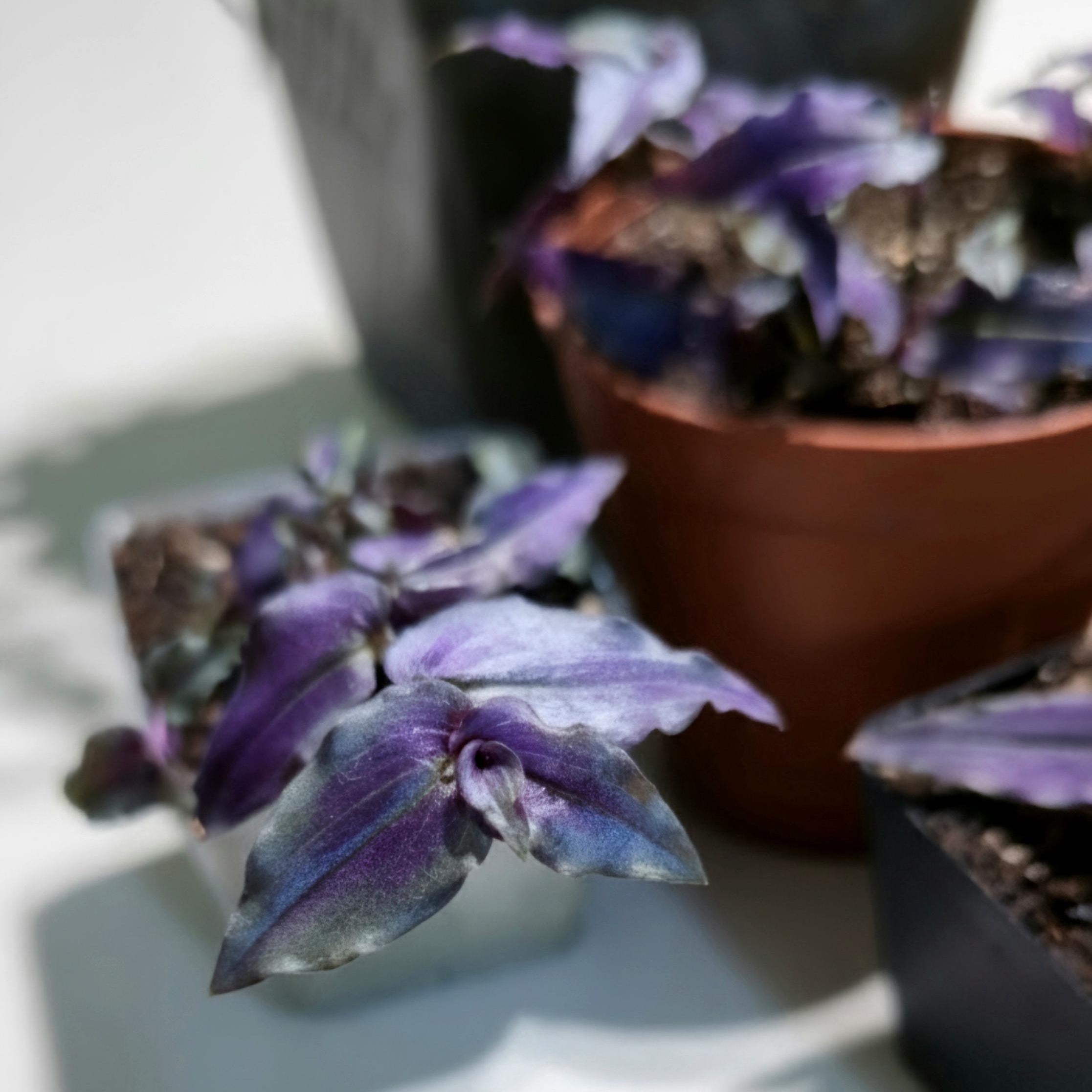 Purple Bridal Veil 'Tahitian gibasis'