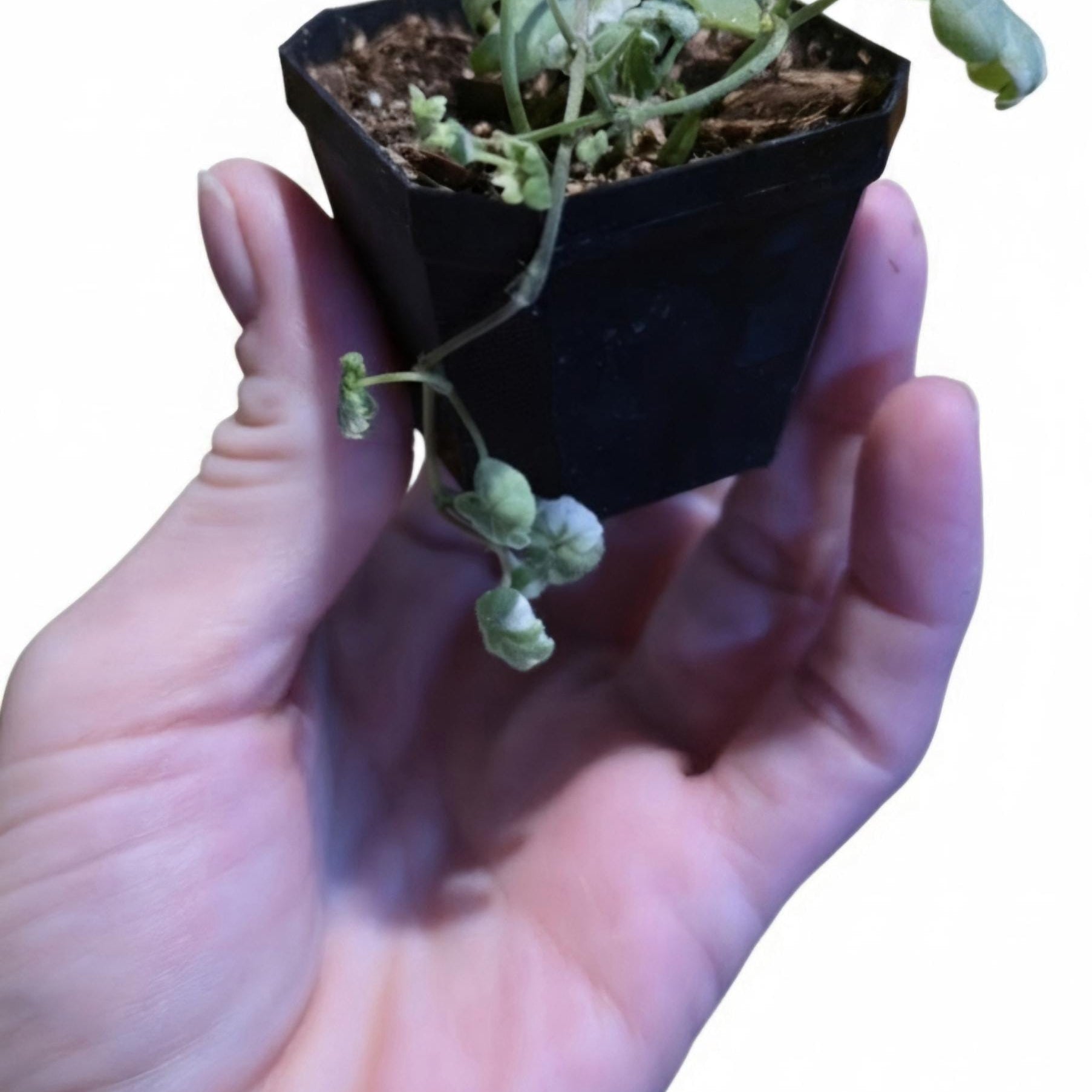Variegated Ground Ivy Starter Plant | 2" Pot |Trailing Houseplant