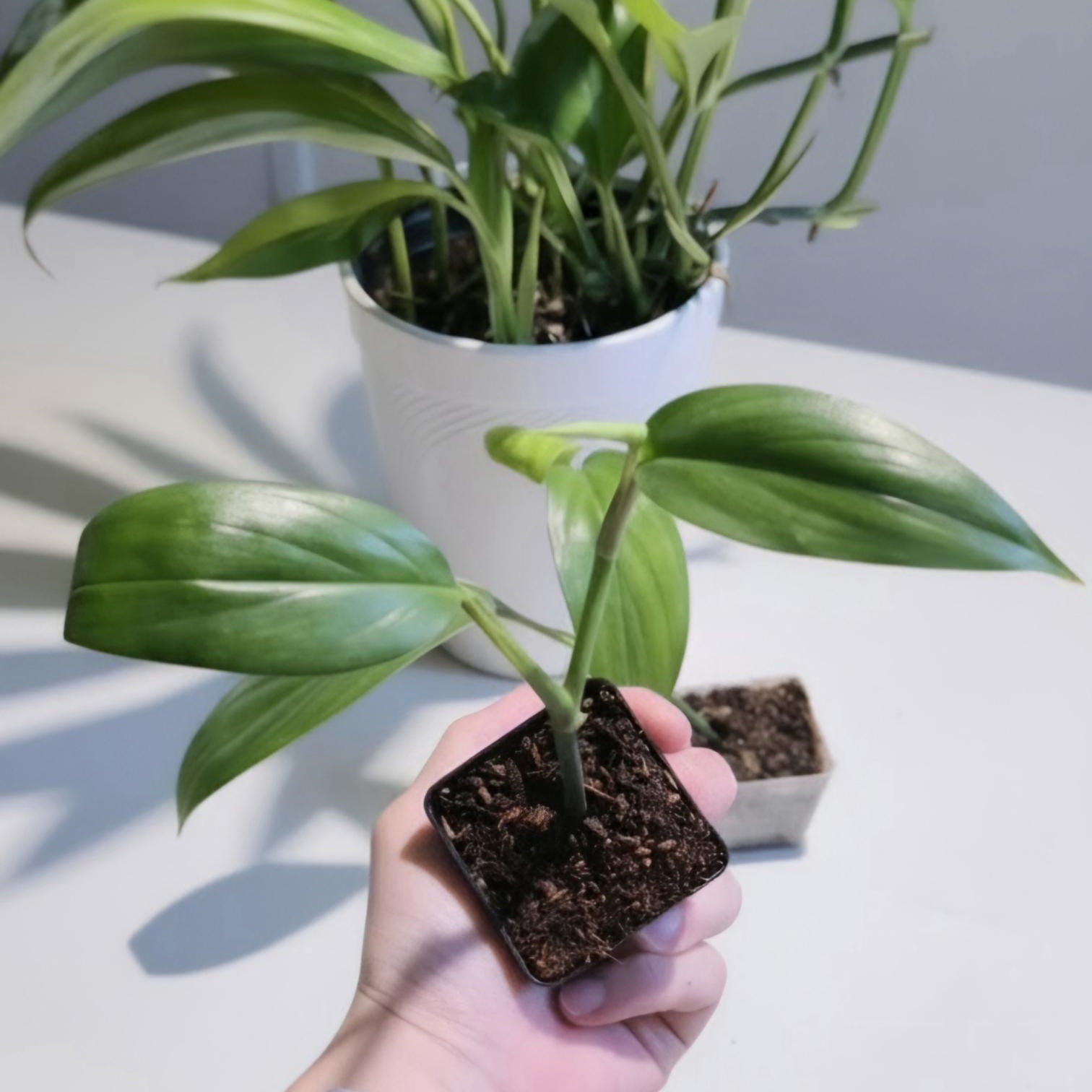 Variegated Epipremnum Amplissimum Starter Plant: Silver Streak Pothos (Rooted Cutting)