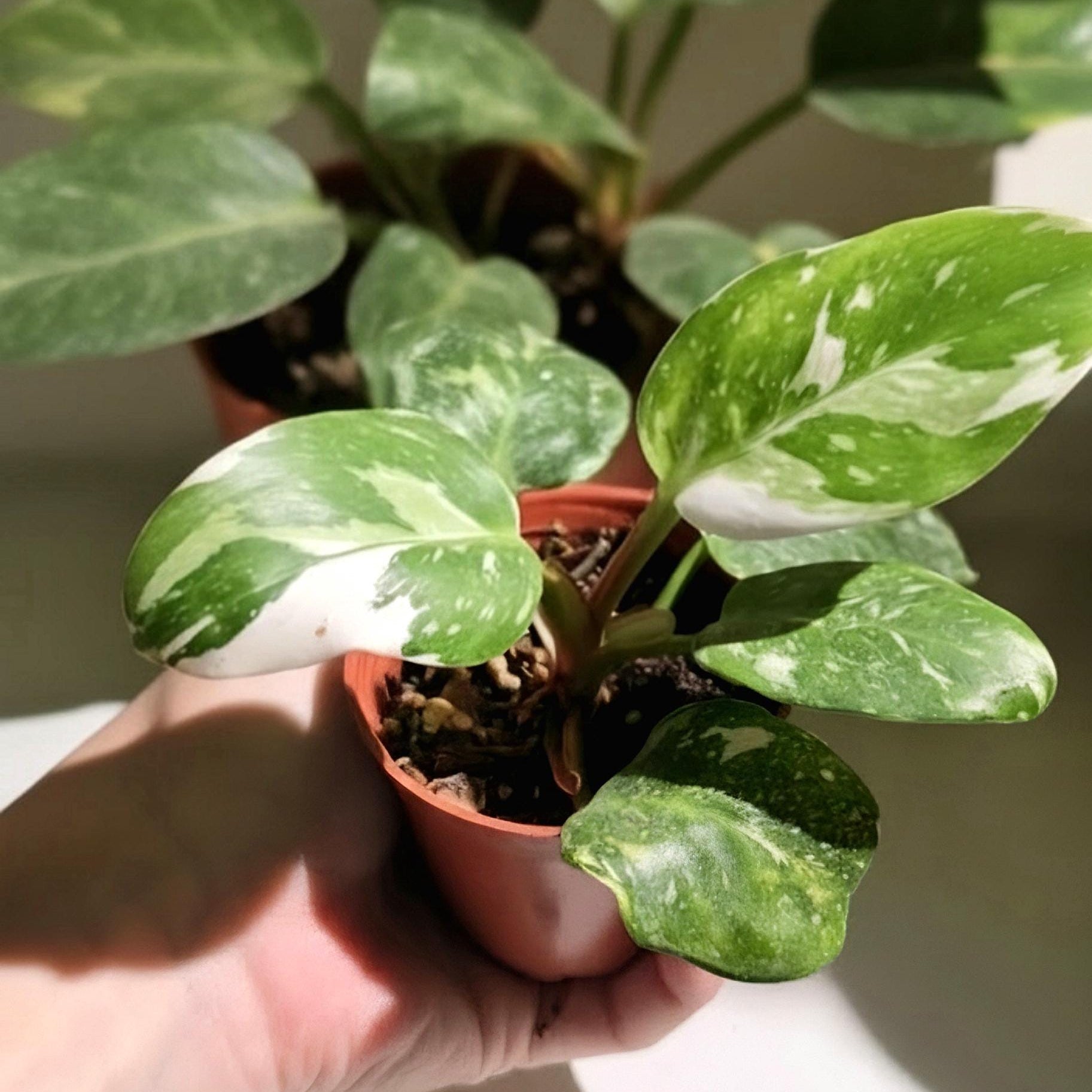 Philodendron White Princess Rooted Starter Plant | Rare Houseplant | Live Plant