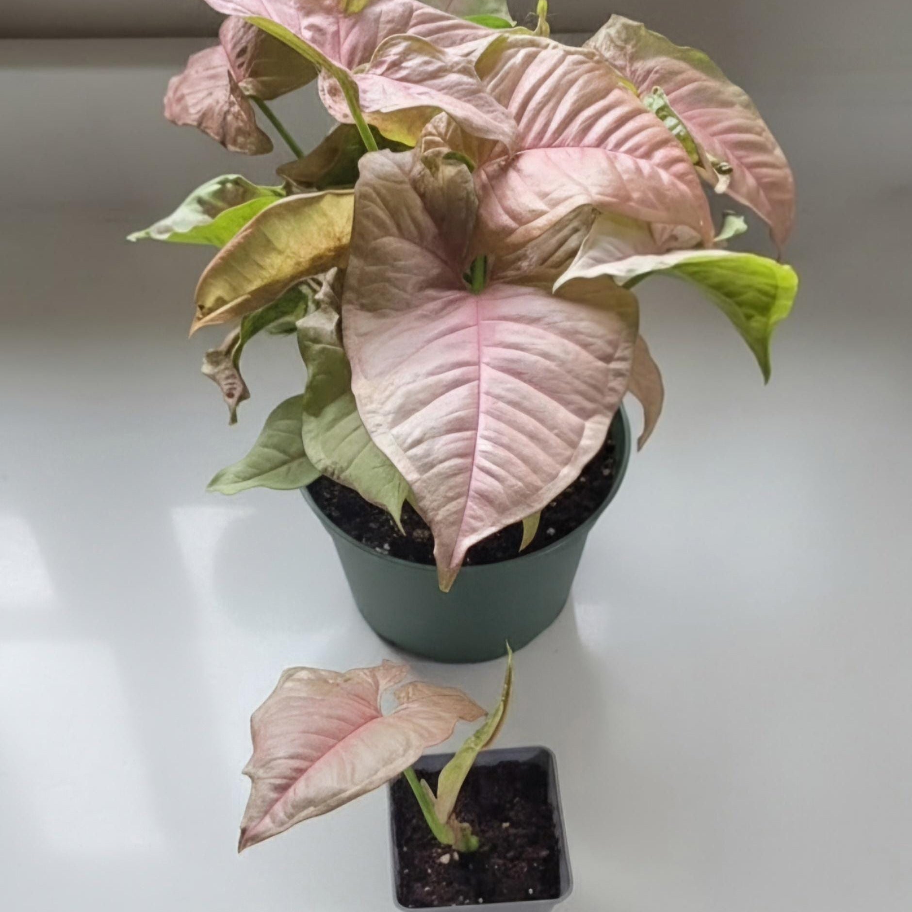Pink Syngonium Podophyllum, Rare Variegated Arrowhead Plant, Indoor Jungle Pop | Exact Plant