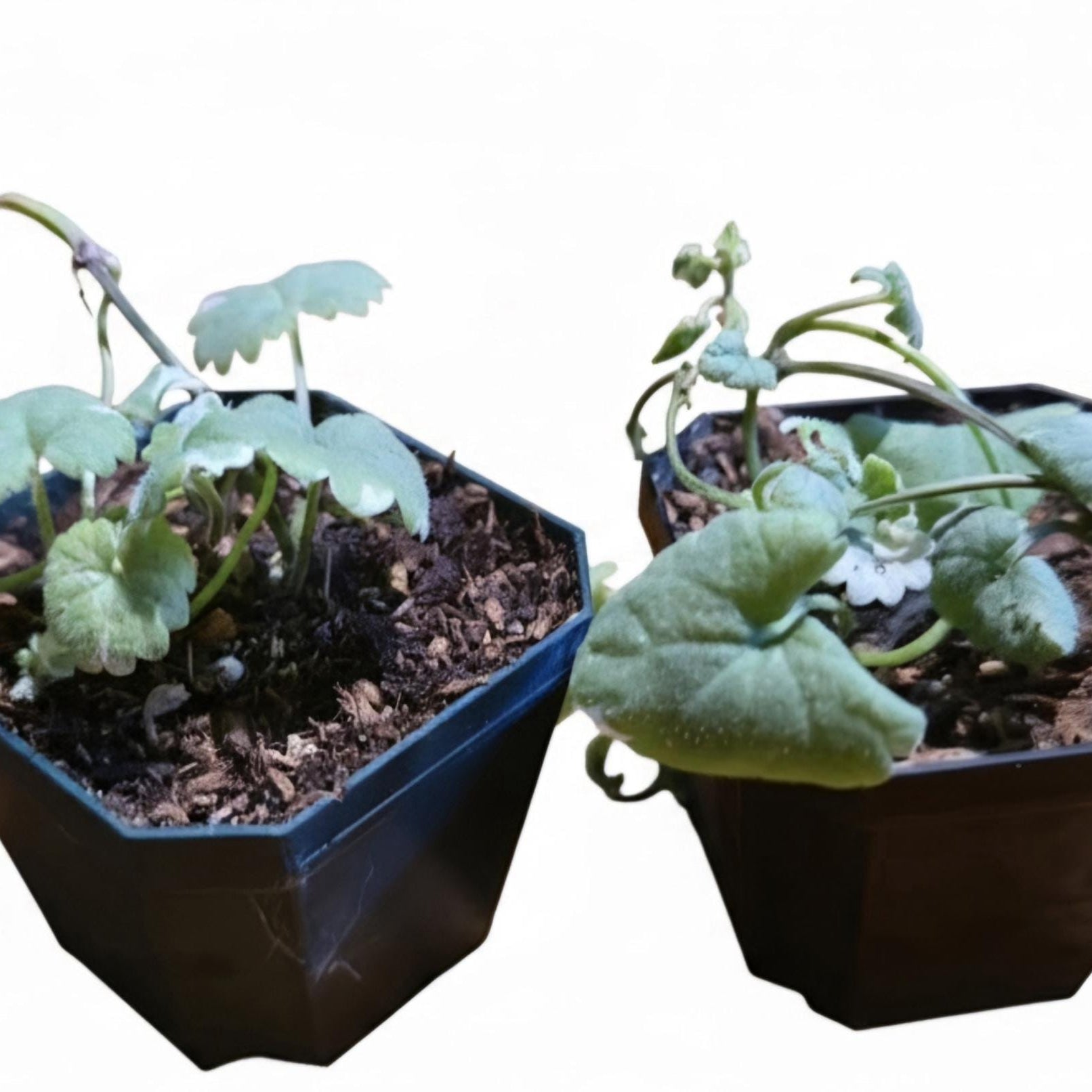 Variegated Ground Ivy Starter Plant | 2" Pot |Trailing Houseplant