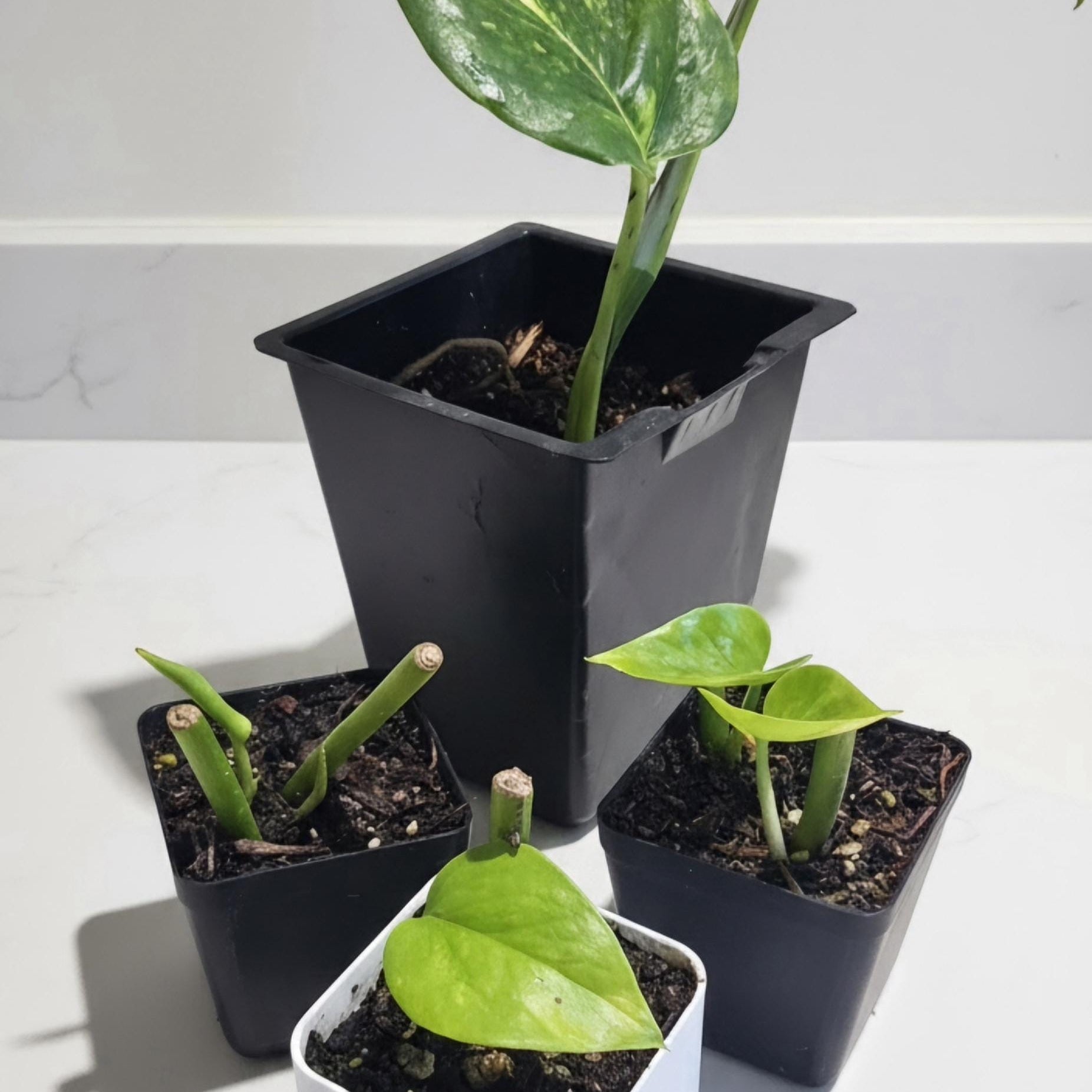 Rare Giant Golden Pothos | Epipremnum aureum