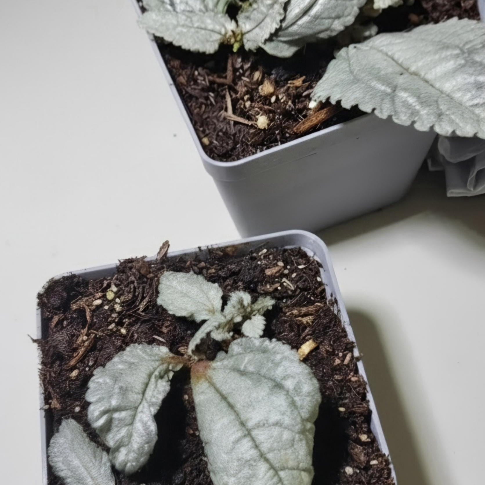 Silver Cloud Pilea – Quilted Silver Leaves, Terrarium Ready Plant