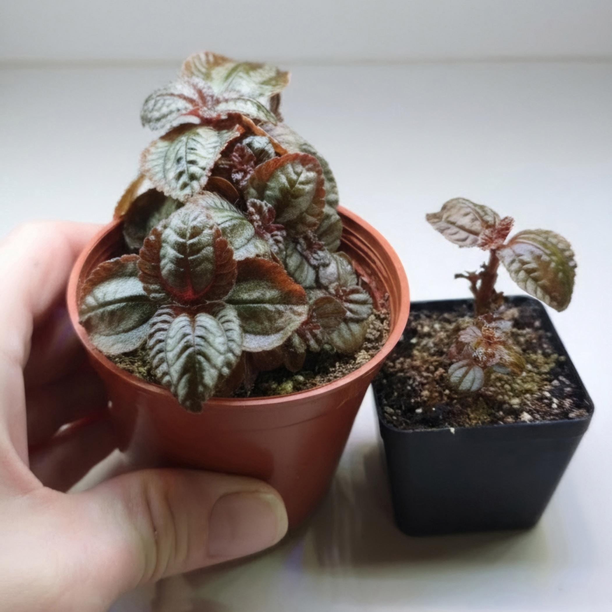 Pilea Involucrata 'Norfolk' | Textured Quilted Leaves, Bronze-Green Contrast (2-3.5 inch Pot)