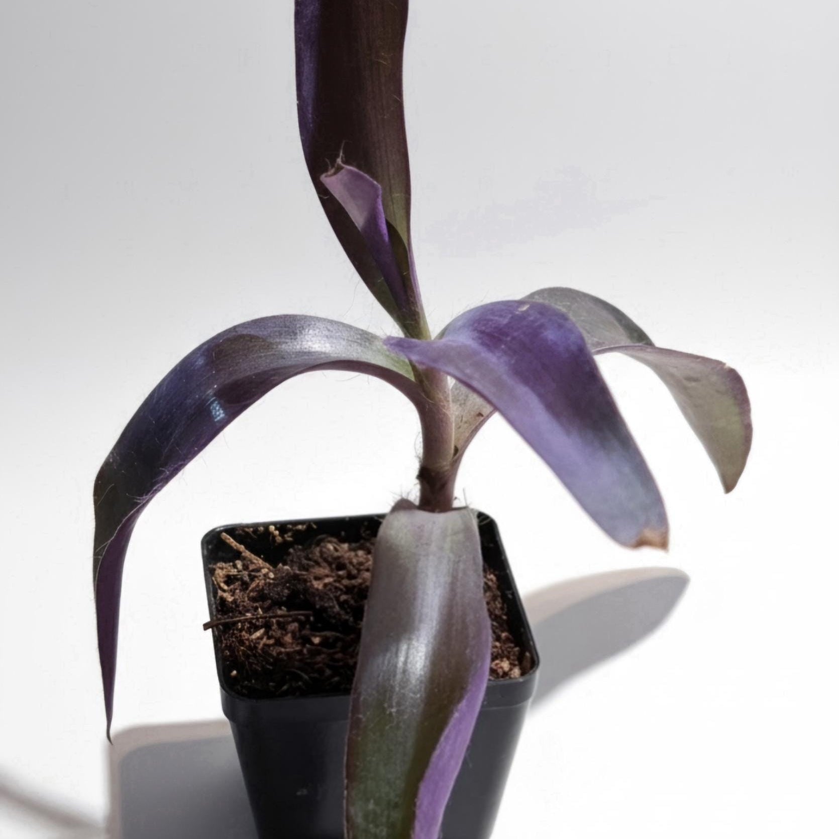 Tradescantia pallida 'Purple Heart' or 'Purple Queen' Rooted Plant