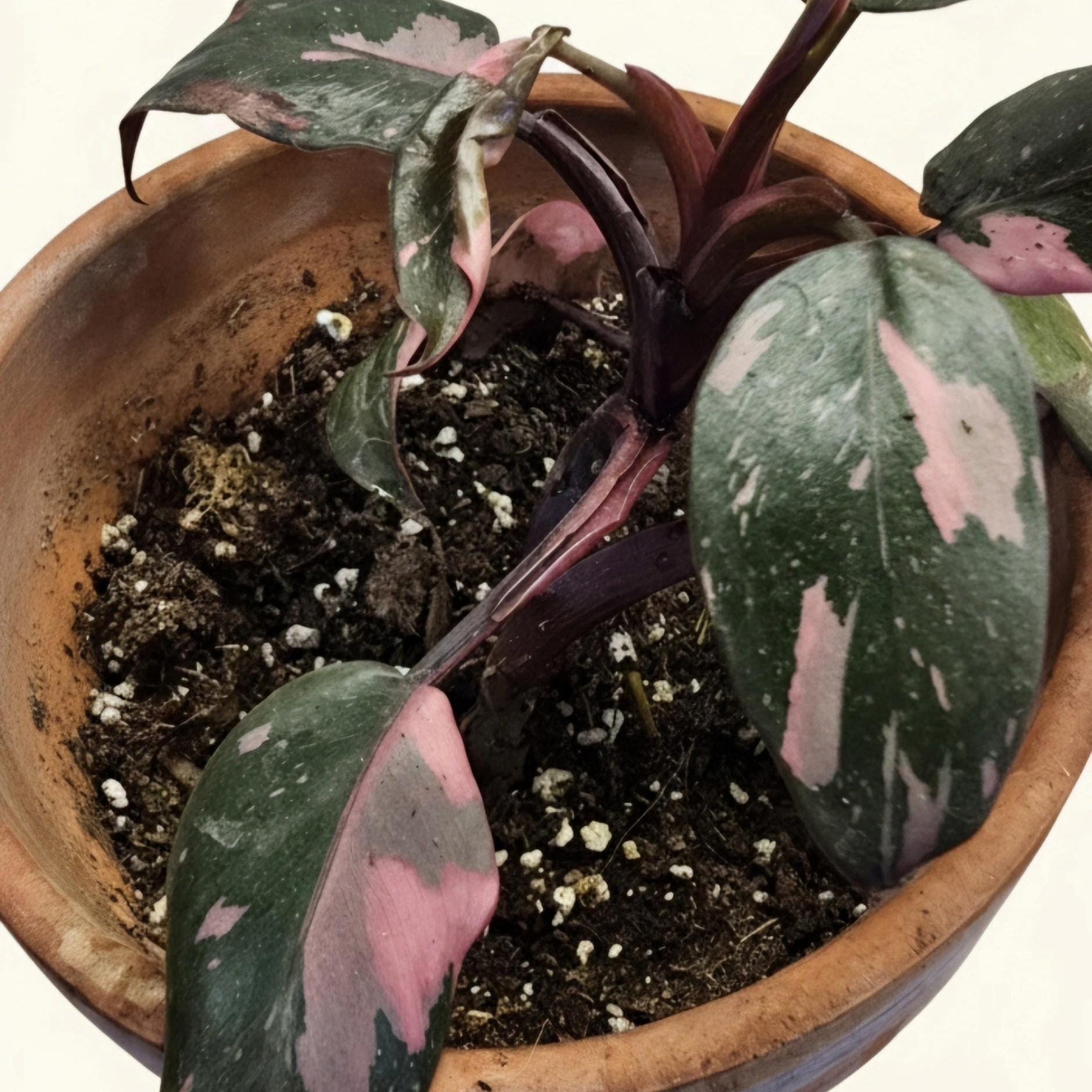 Rare Philodendron Pink Princess