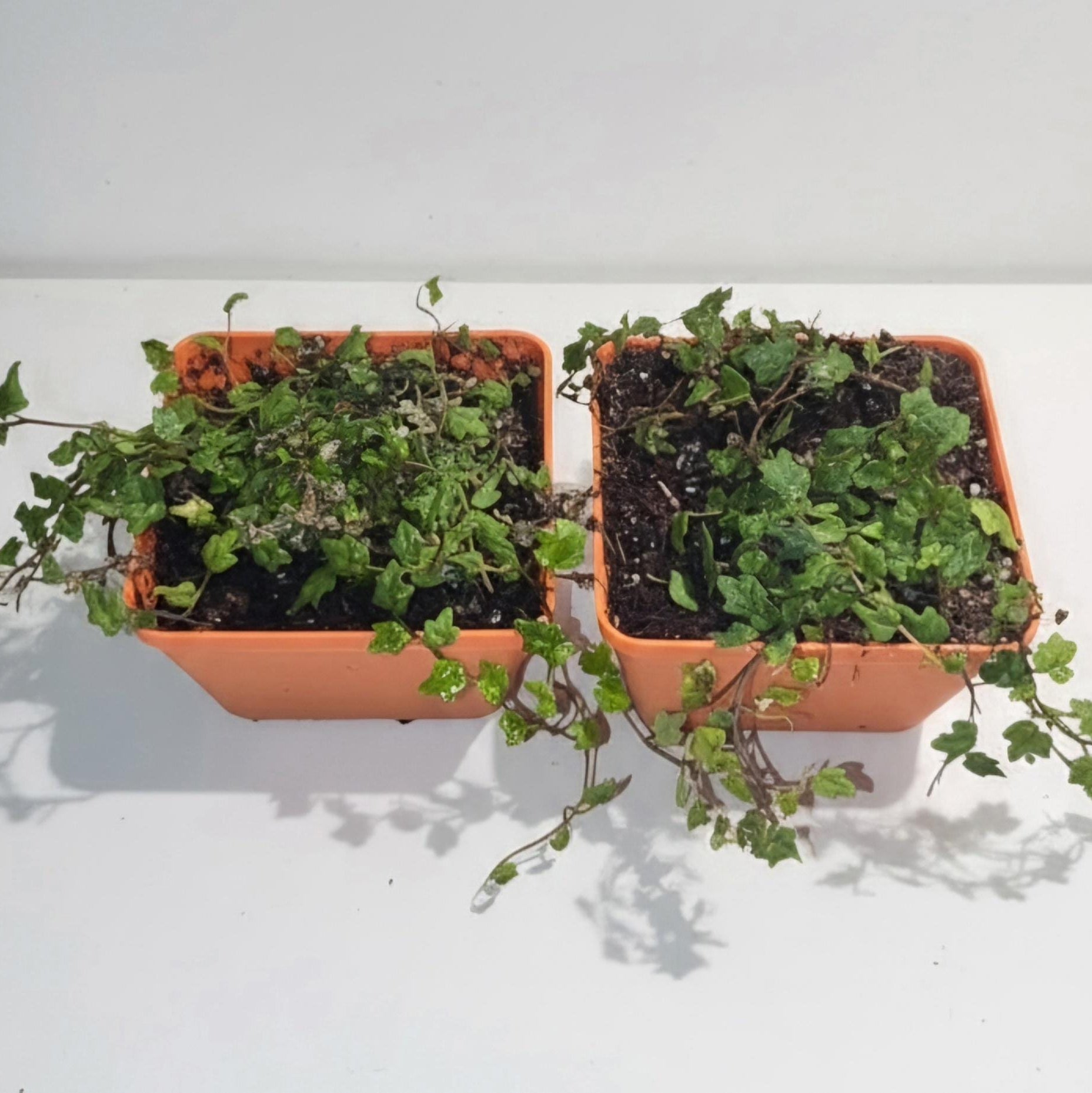 String of Frogs | Ficus pumila 'Quercifolia'