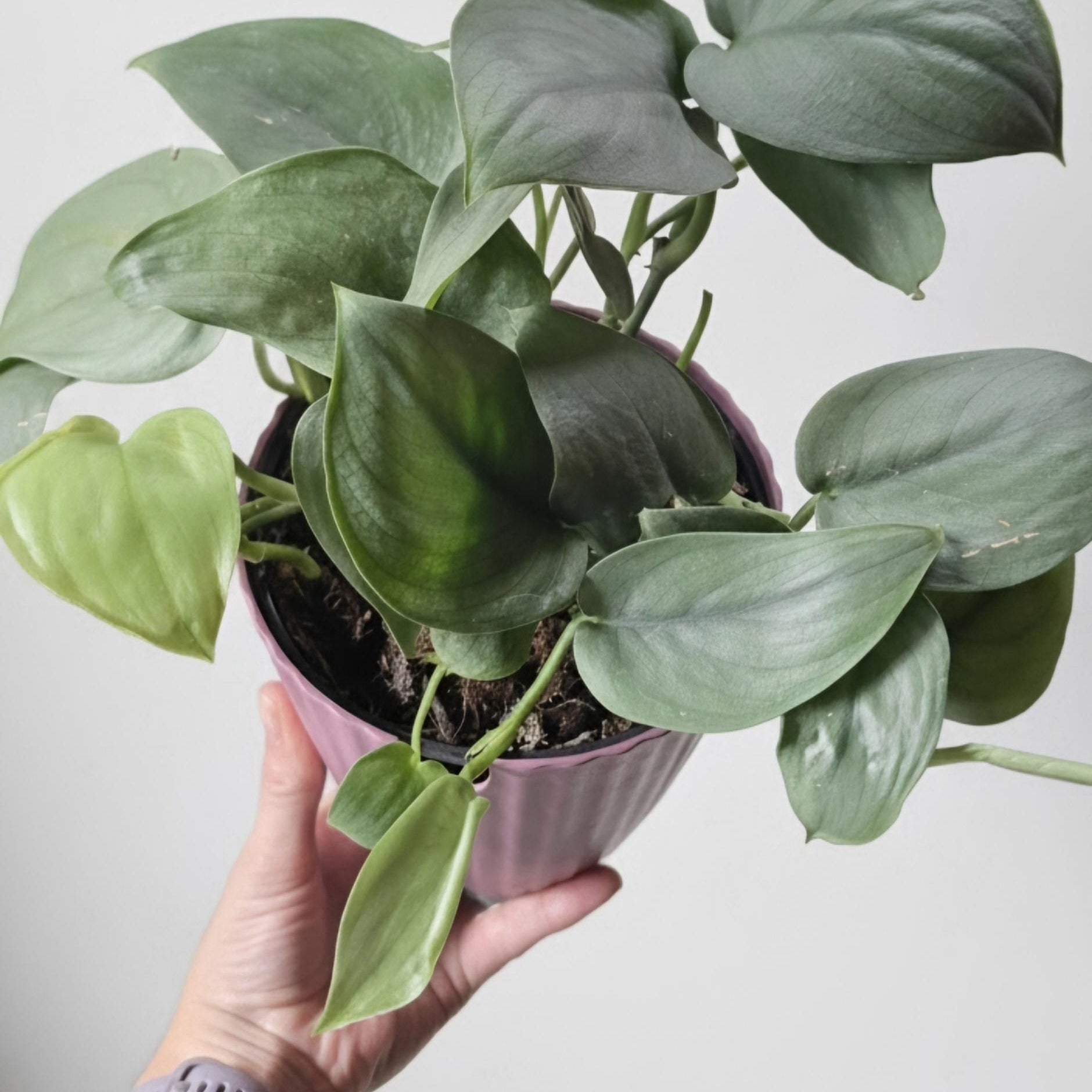 Rooted Scindapsus Treubii Moonlight Starter Plant Actively Growing Sterling Silver Pothos Well-Rooted Live Houseplant