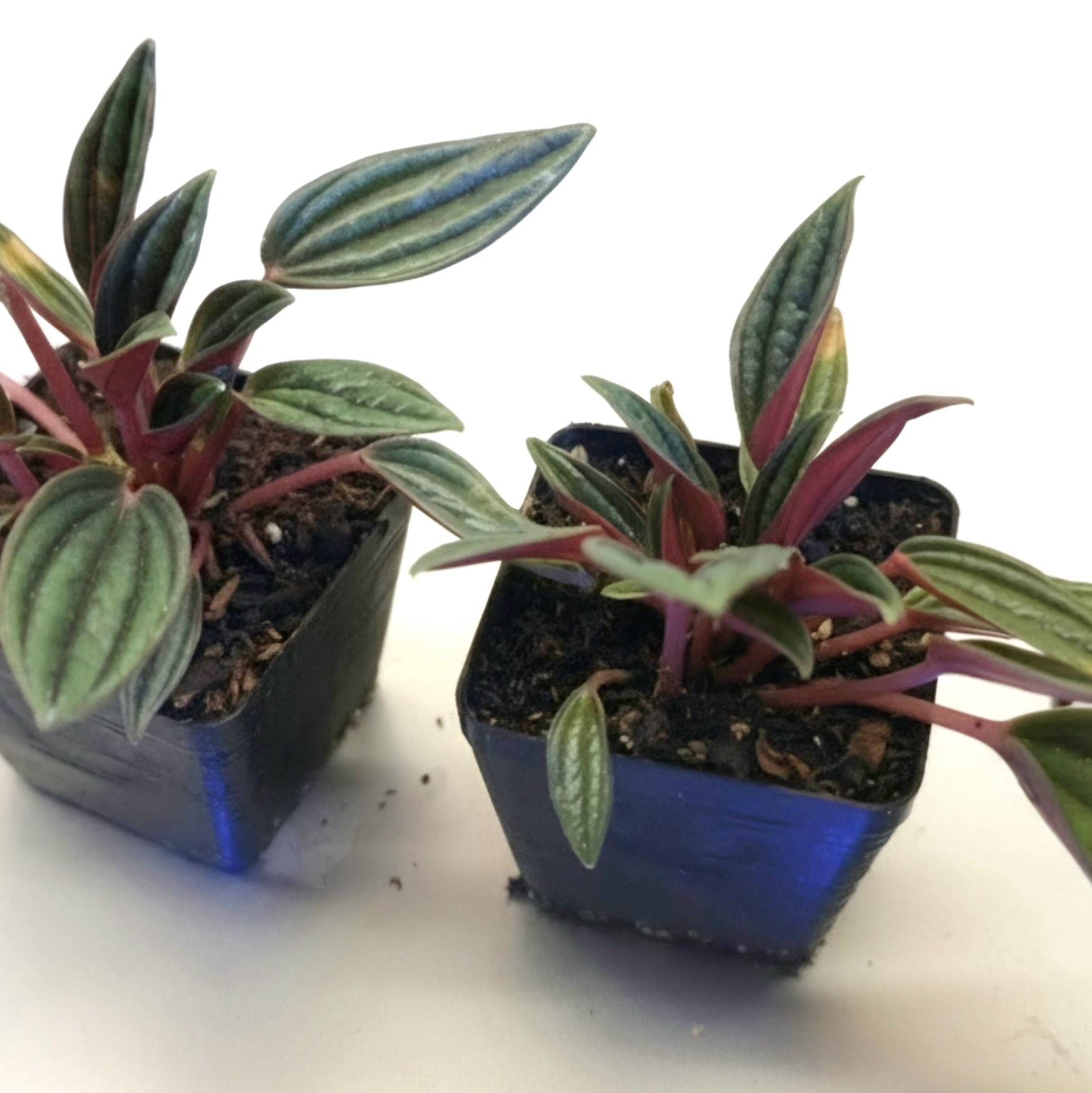 Peperomia Rosso Starter Plants: Green Leaves, Burgundy Undersides (2-inch Nursery Cups)