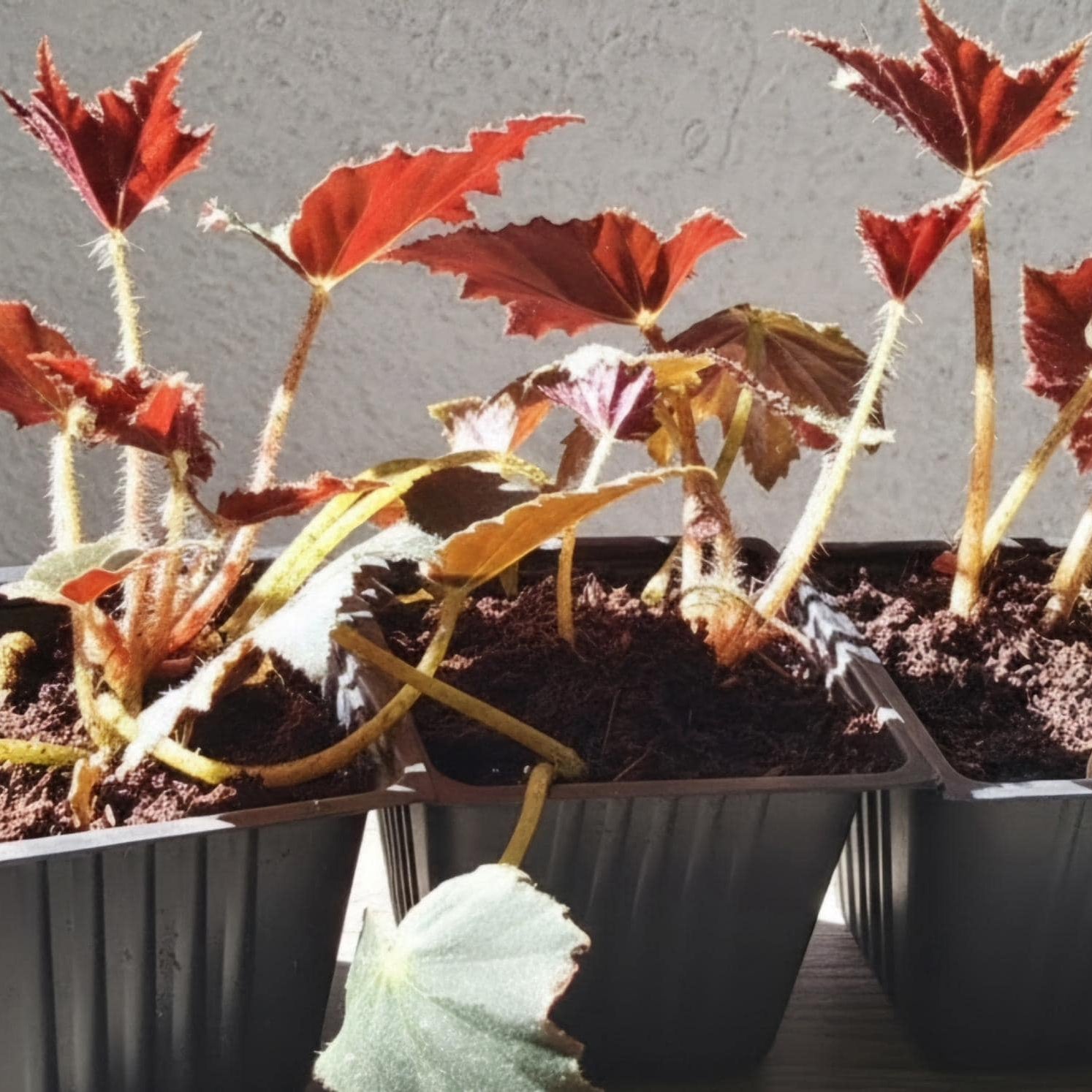 Rooted Begonia 'Black Velvet' Indoor Plant | Dark Foliage, Red Stems | 4" Pot