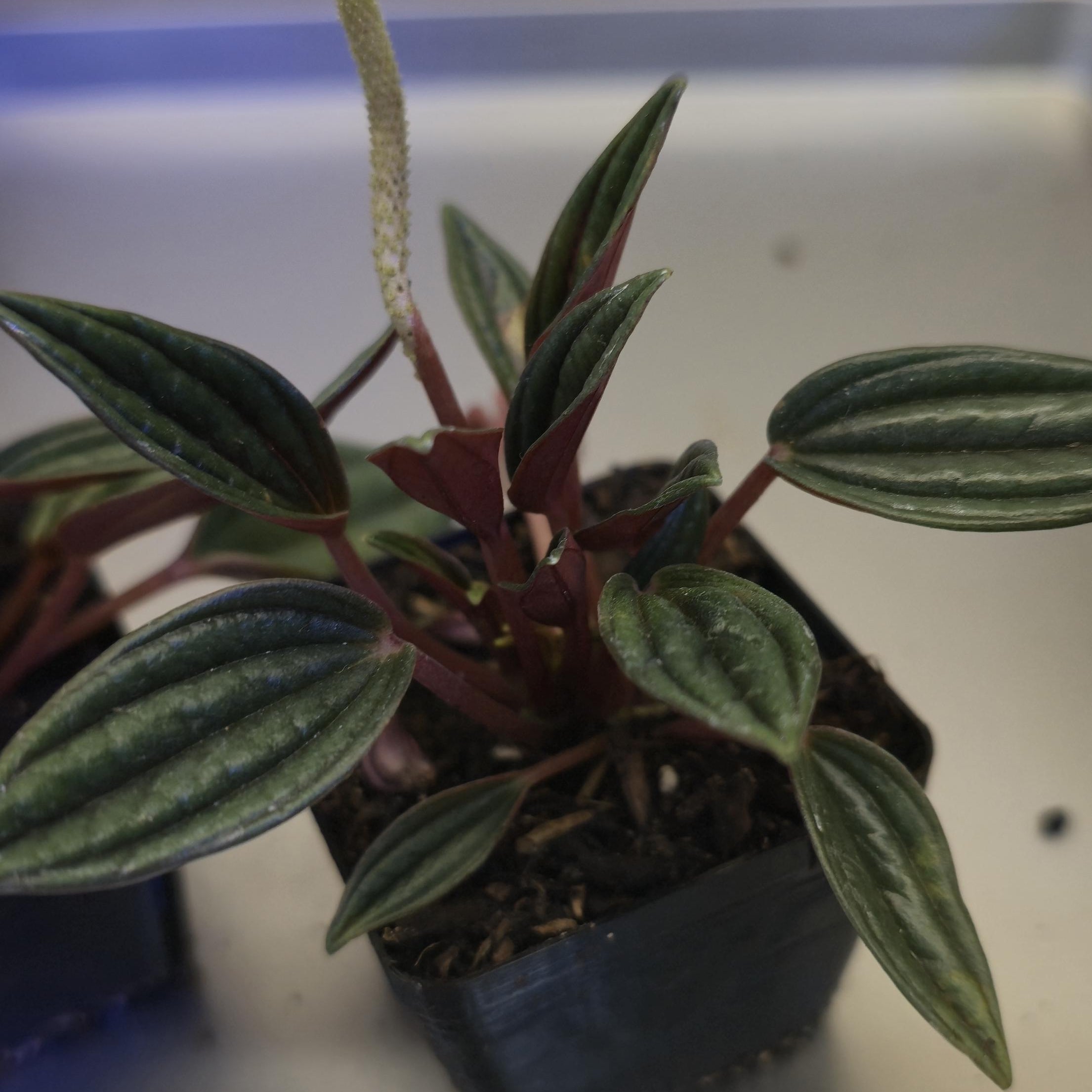 Peperomia Rosso Starter Plants: Green Leaves, Burgundy Undersides (2-inch Nursery Cups)