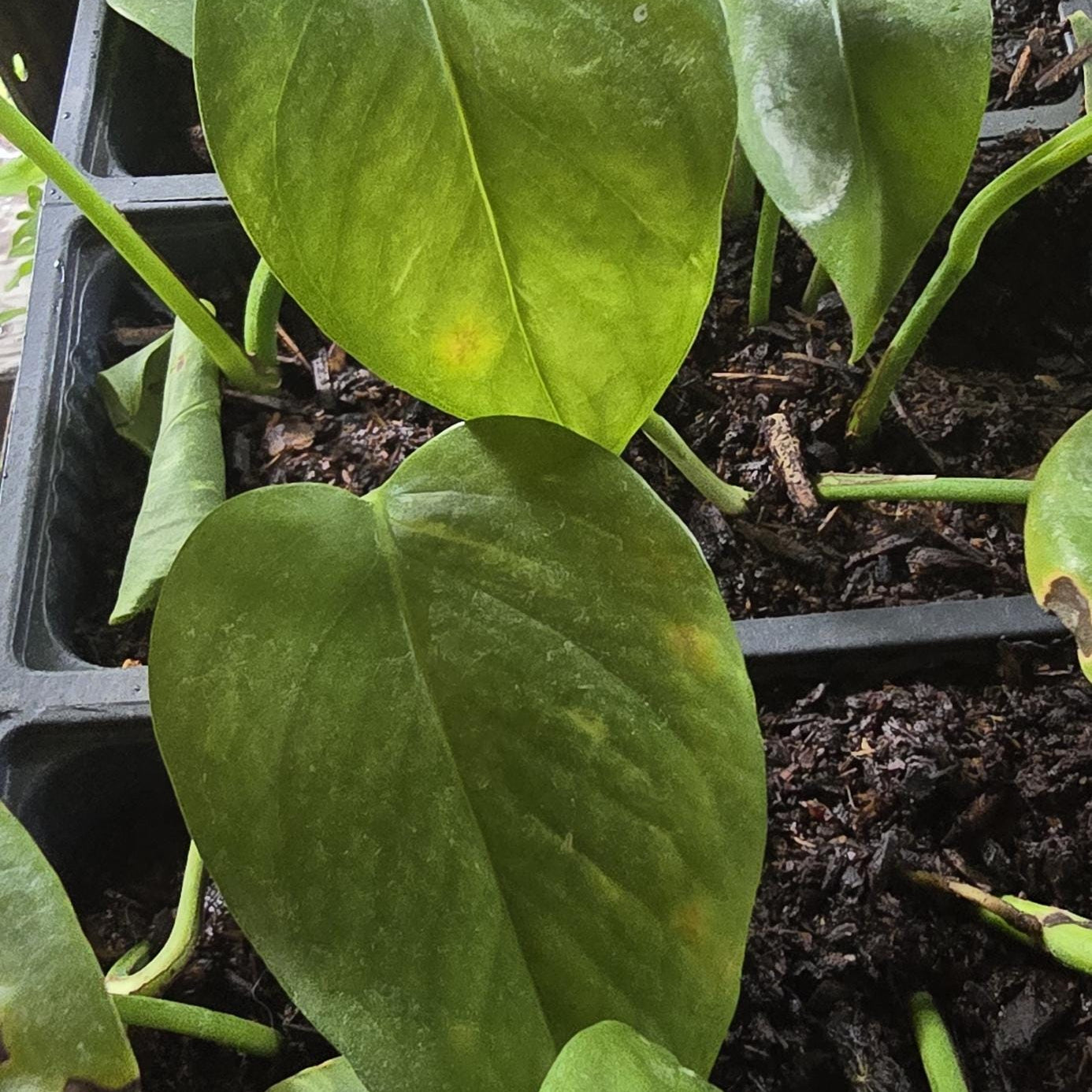 Organic Vivarium Ready Pothos - Safe for Reptiles, Amphibians & Bugs