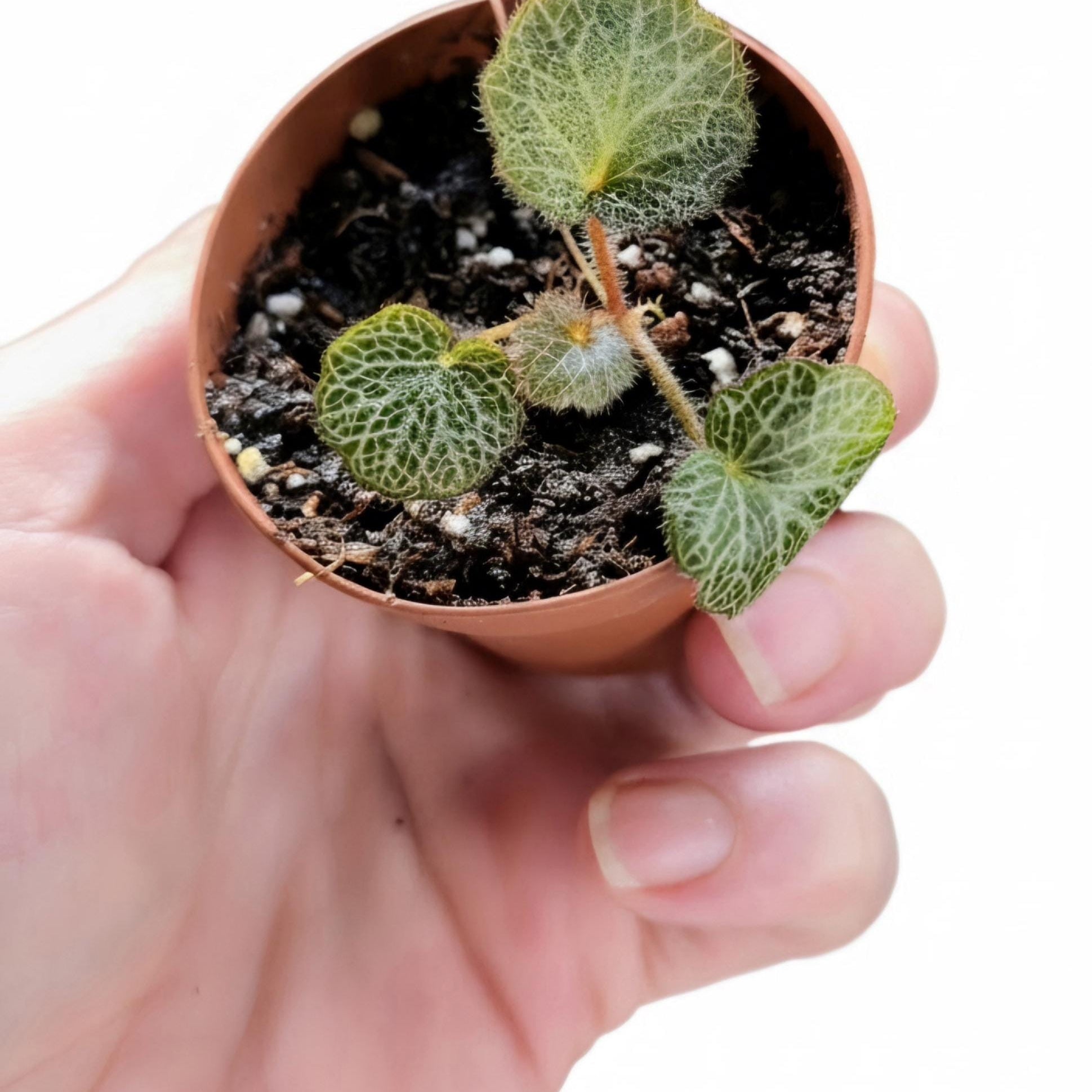 Strawberry Begonia Plantlet | Bioactive Vivarium Starter (Saxifraga Stolonifera)