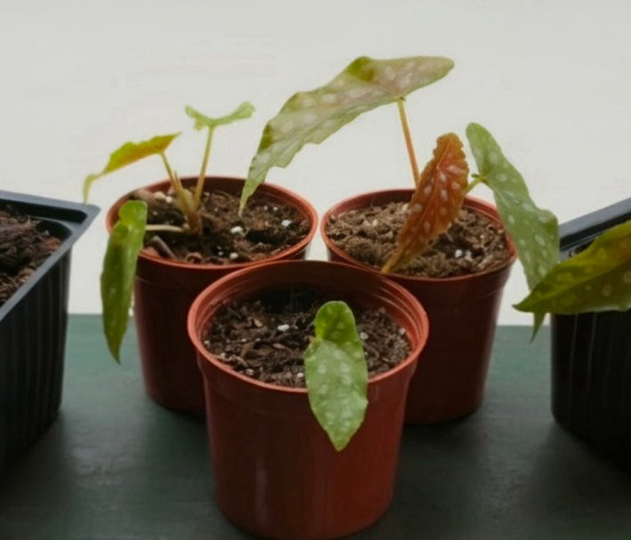 Polka Dot Begonia (Begonia Maculata) image 2