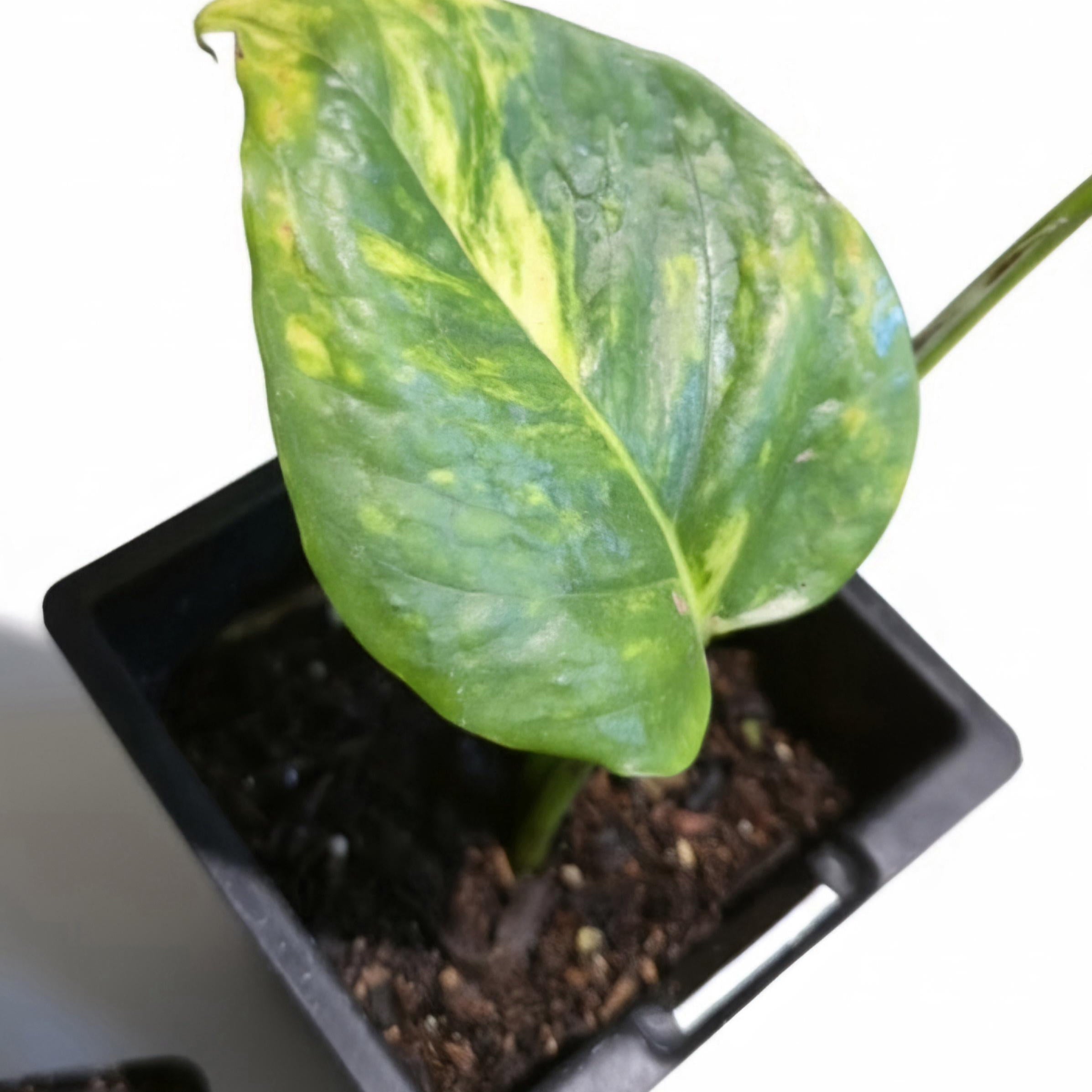 Rare Giant Golden Pothos | Epipremnum aureum