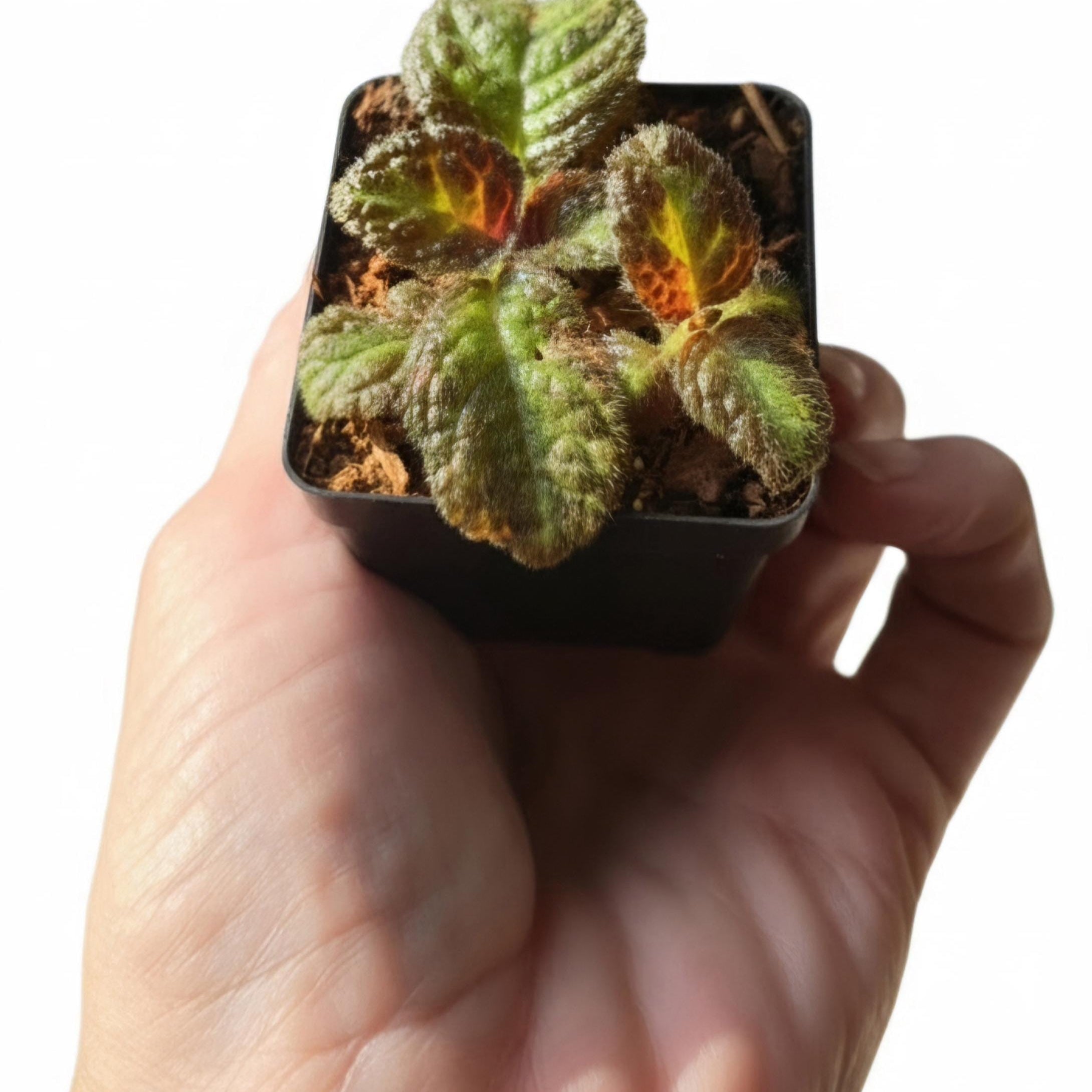Amphibian-Safe Flame Violet (Episcia cupreata) | Rooted Starter Plant