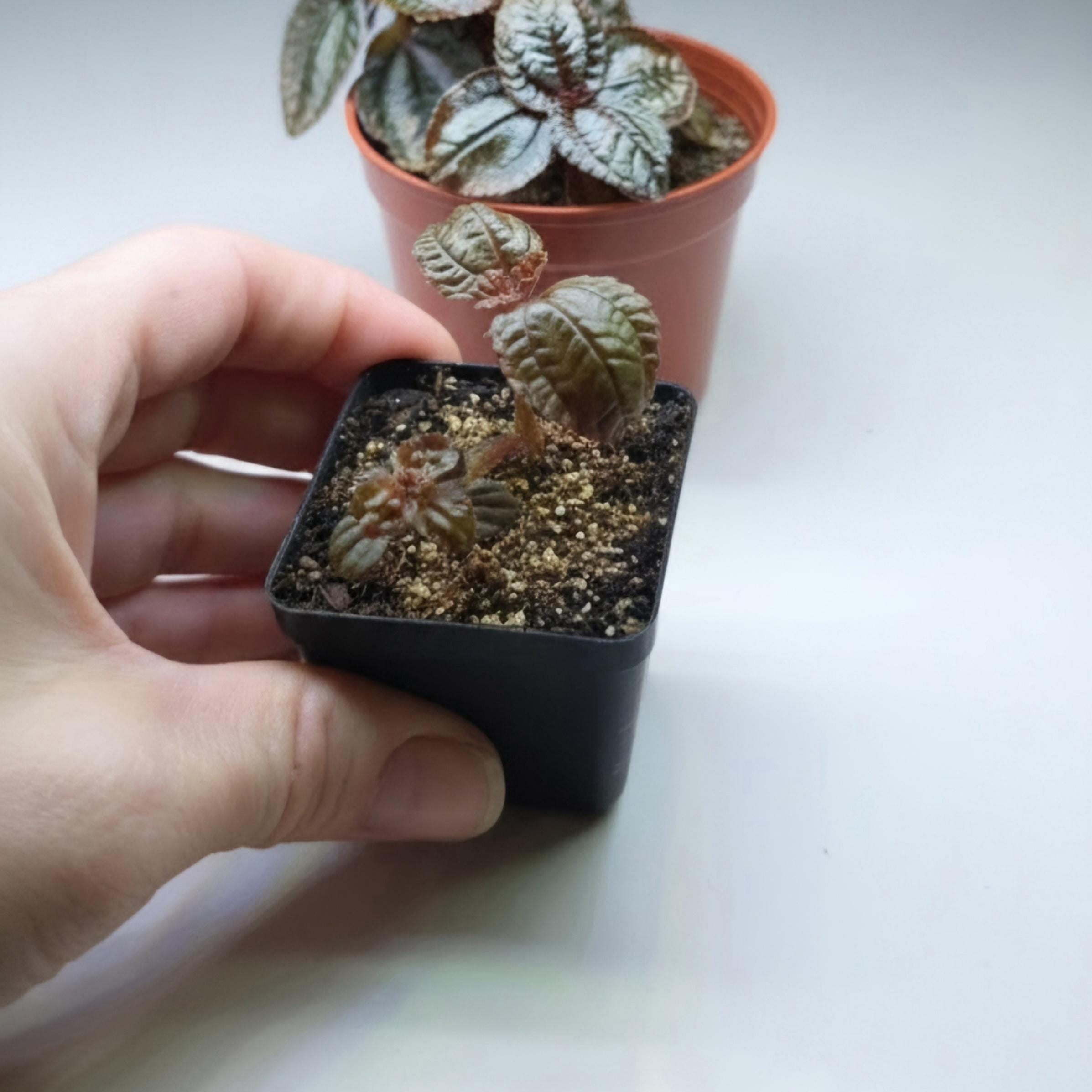 Pilea Involucrata 'Norfolk' | Textured Quilted Leaves, Bronze-Green Contrast (2-3.5 inch Pot)