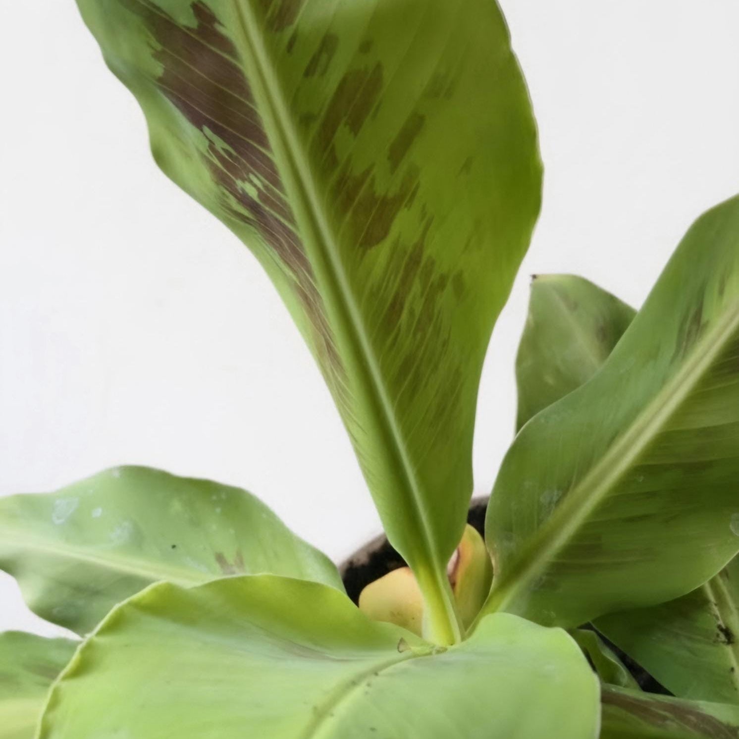 Rooted Dwarf Cavendish Banana Pups (Pet-Safe)