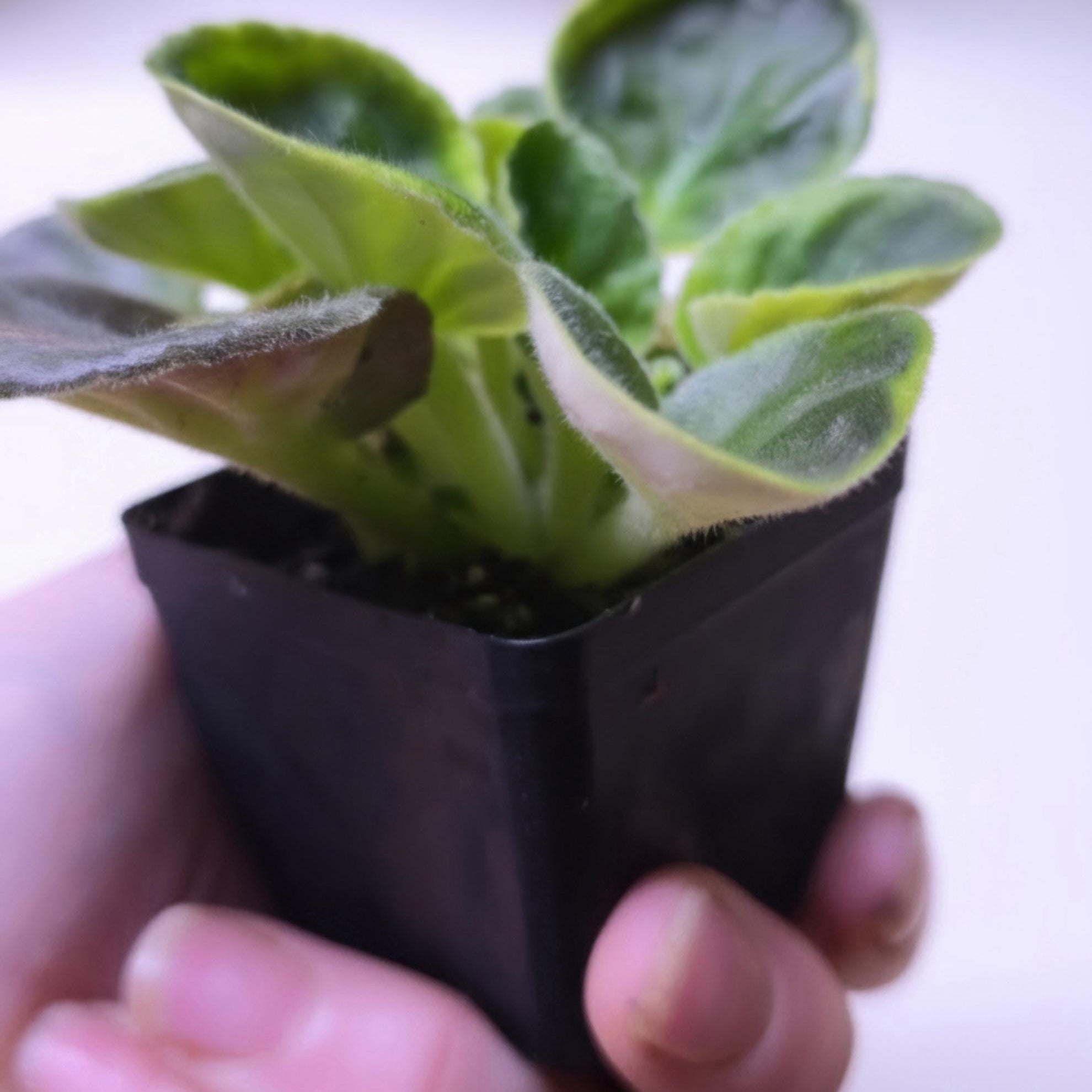 Live White African Violet Plant – Saintpaulia Ionantha in 4" Pot | Continuous Blooming Elegant Indoor Houseplant | Perfect Gift