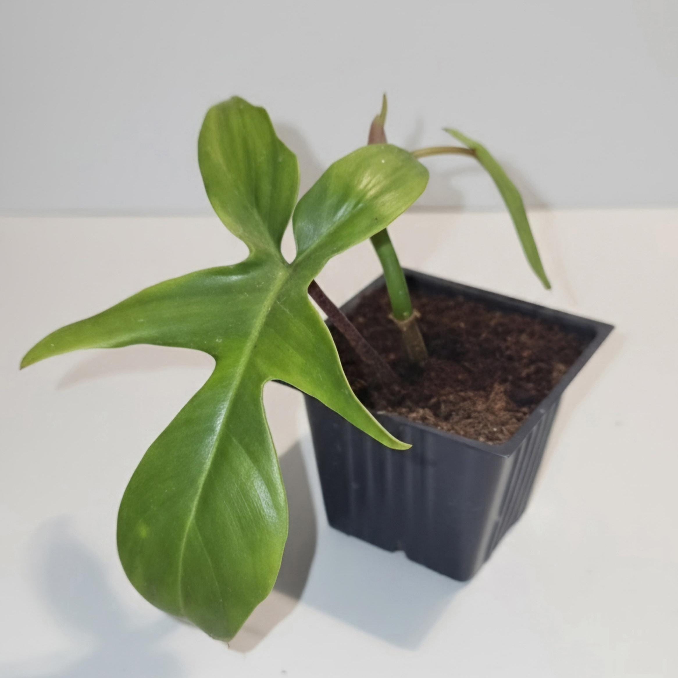 Philodendron Florida Ghost | Mint Variegated Aroid (Fully Rooted)