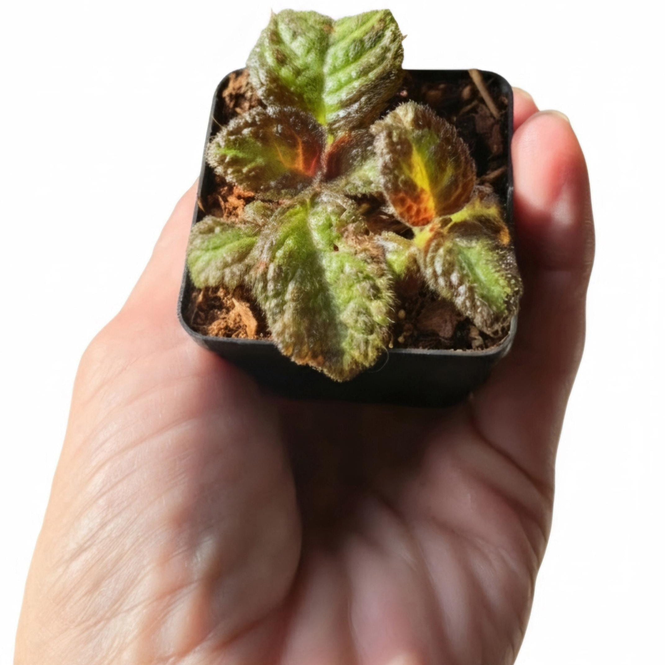 Amphibian-Safe Flame Violet (Episcia cupreata) | Rooted Starter Plant