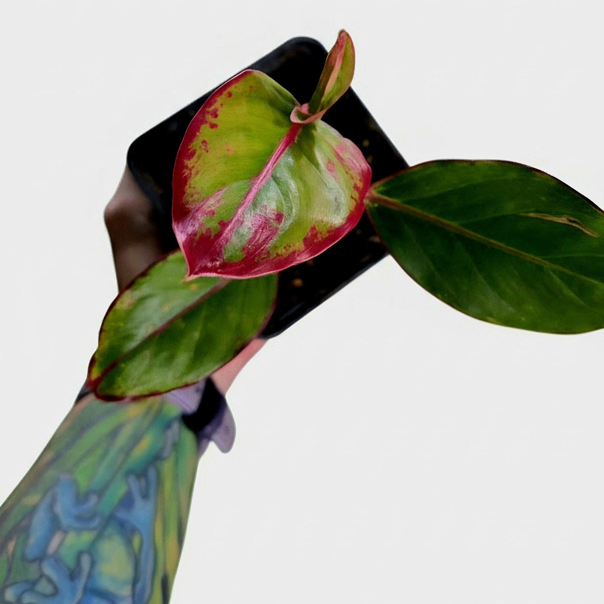Aglaonema Siam Aurora Starter Plant | Red Chinese Evergreen, Pink Variegated Foliage