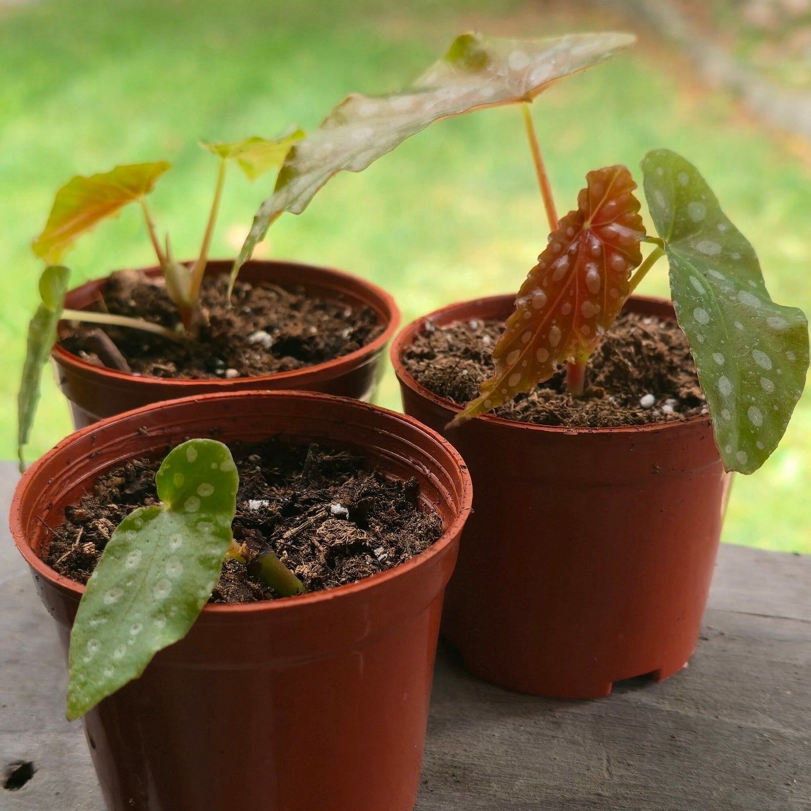 Polka Dot Begonia (Begonia Maculata) image 1