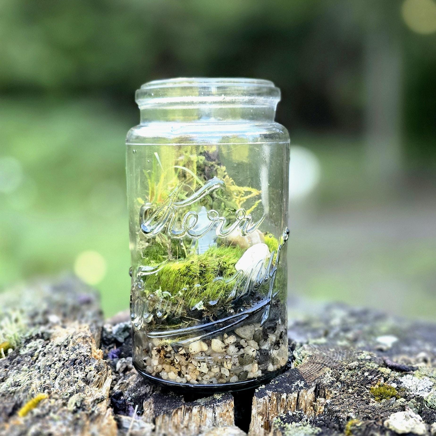 The Century Ecosystem - DIY Terrarium Kit