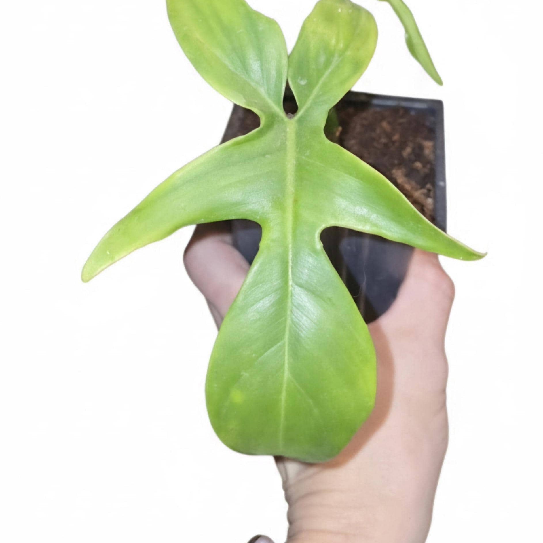 Philodendron Florida Ghost | Mint Variegated Aroid (Fully Rooted)
