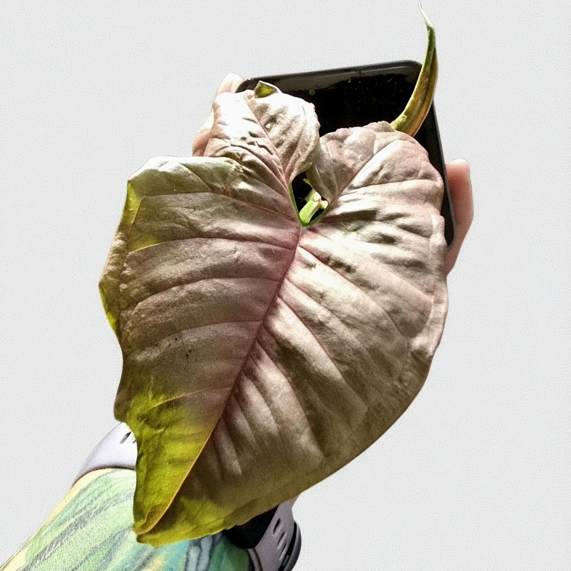 Pink Syngonium Podophyllum, Rare Variegated Arrowhead Plant, Indoor Jungle Pop | Exact Plant