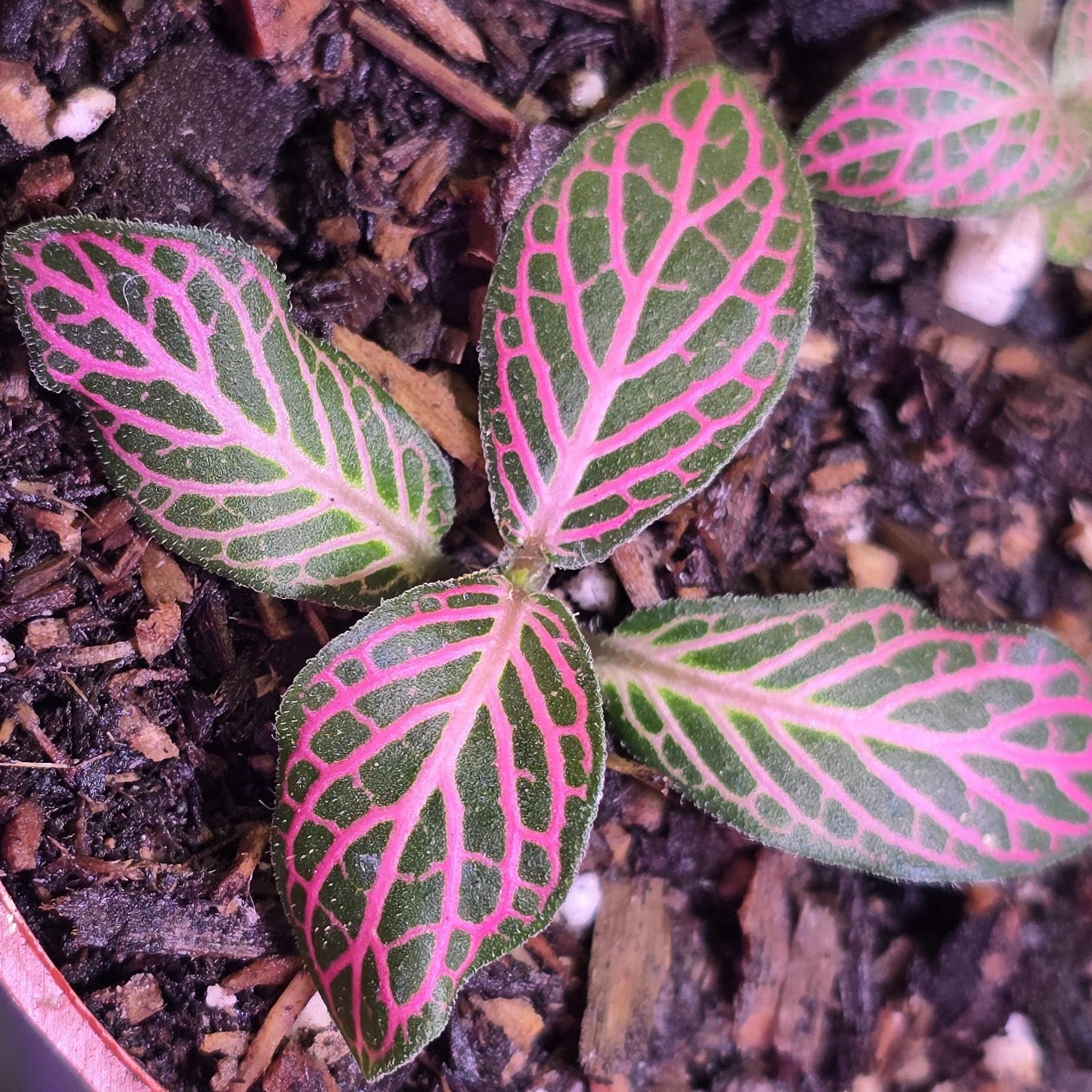 Pink Fittonia (Frankie ) albivenis ( Nerve Plant )