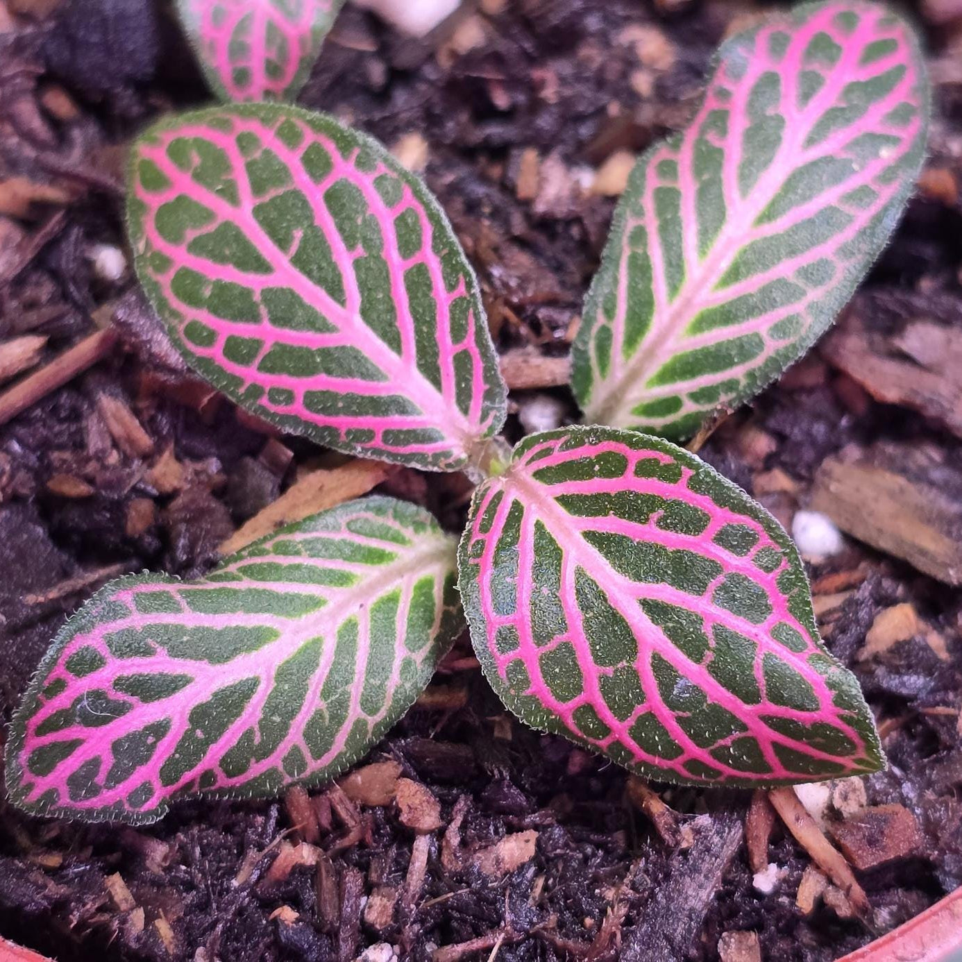 Pink Fittonia (Frankie ) albivenis ( Nerve Plant )