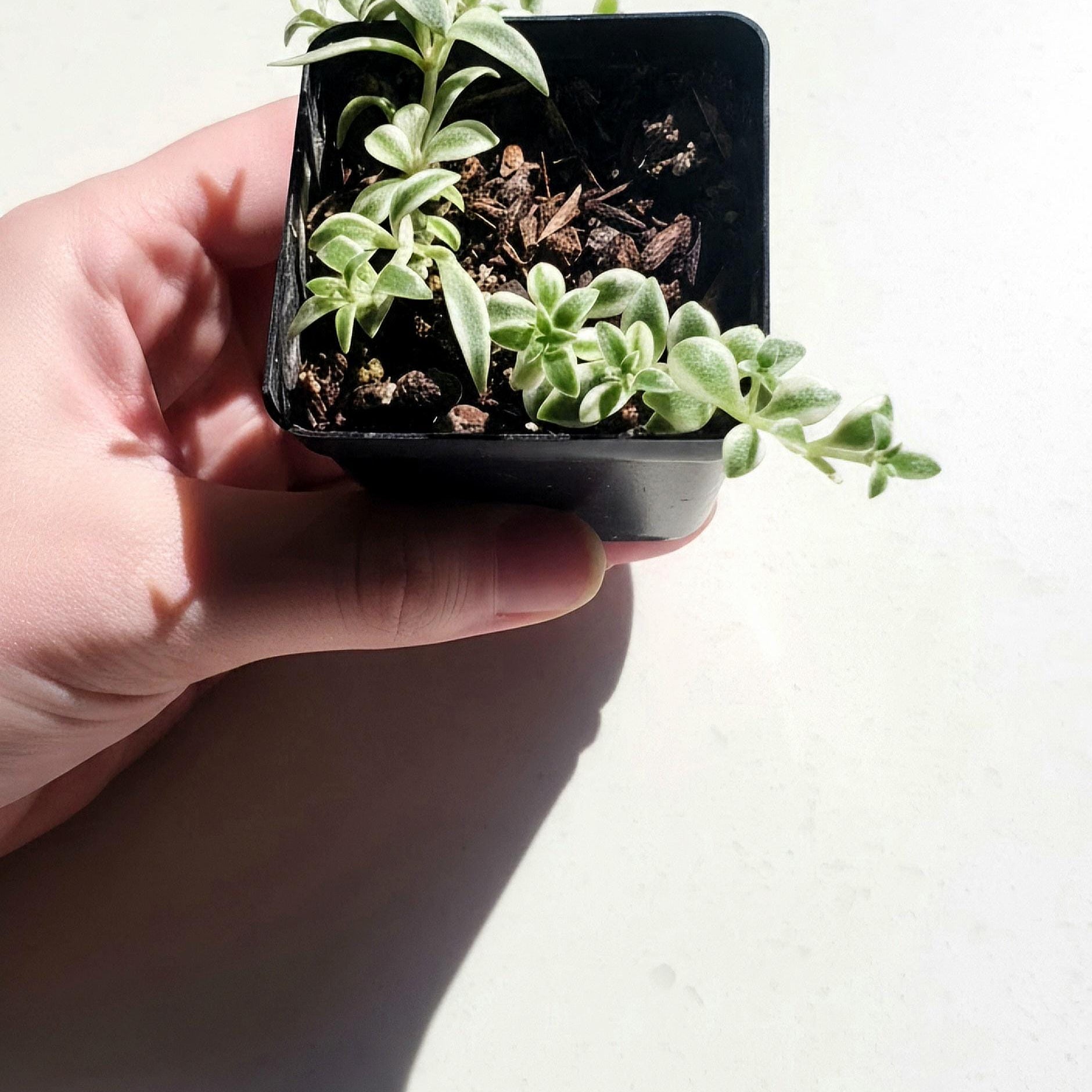 Variegated Baby Sun Rose Plant | Trailing Succulent (Aptenia cordifolia 'Variegata')