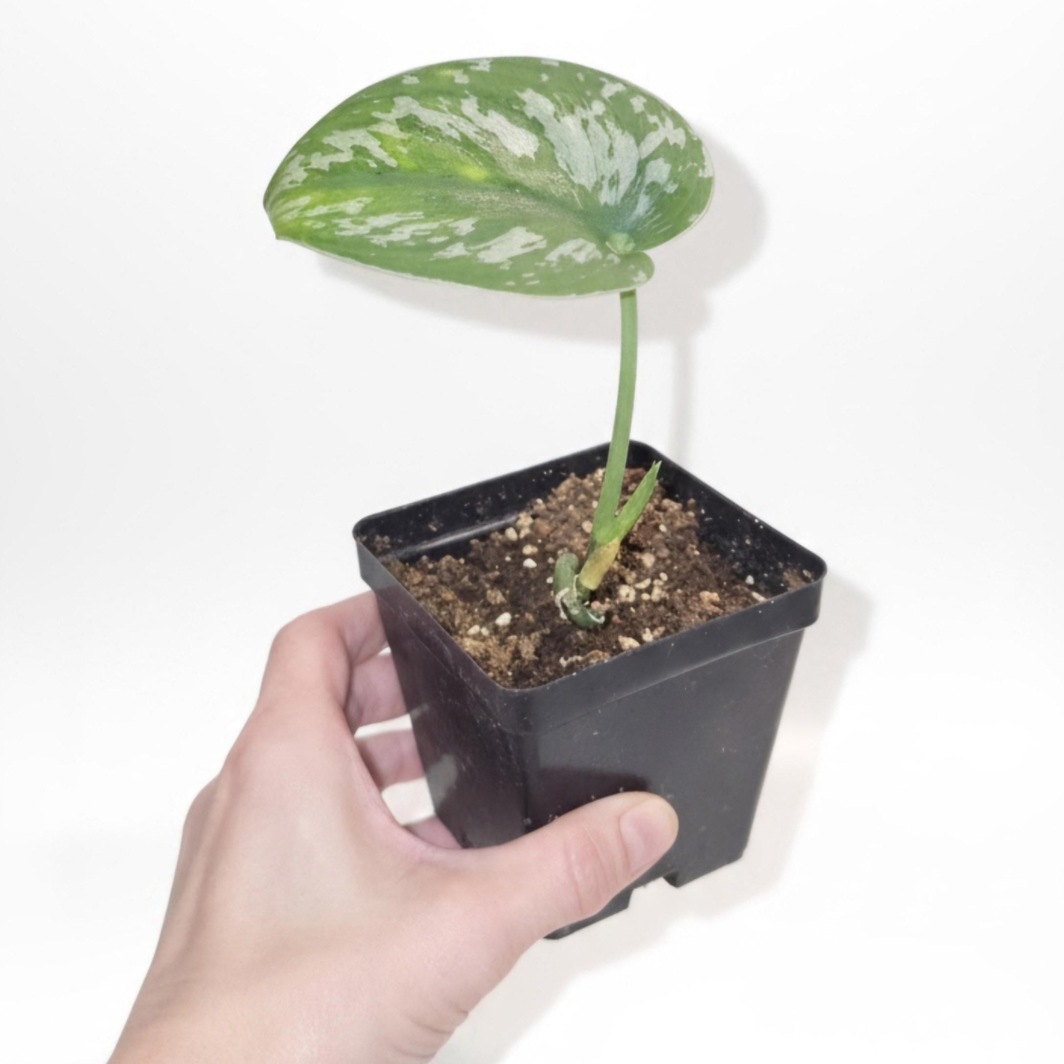 Silver Satin Pothos Healthy Scindapsus Pictus Rooted Cutting