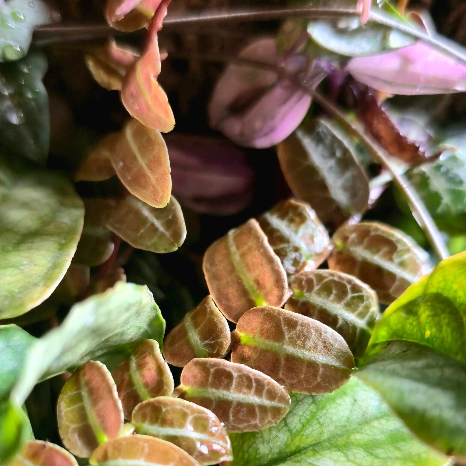 Marcgravia Umbellata Climbing Vine image 2