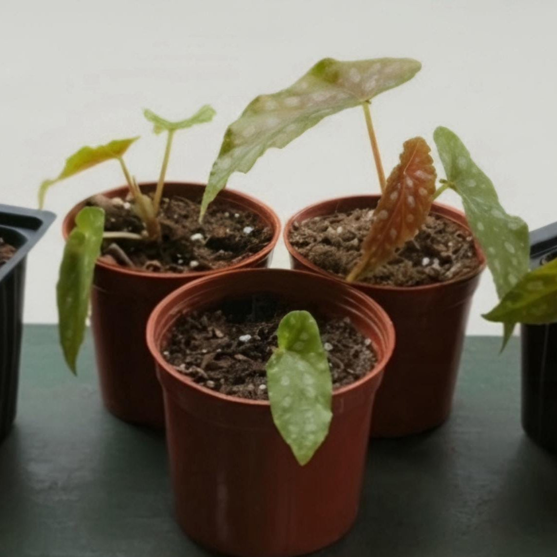 Angel Wing Begonia Starter | Polka Dot Leaves, Burgundy Underside (Potted)