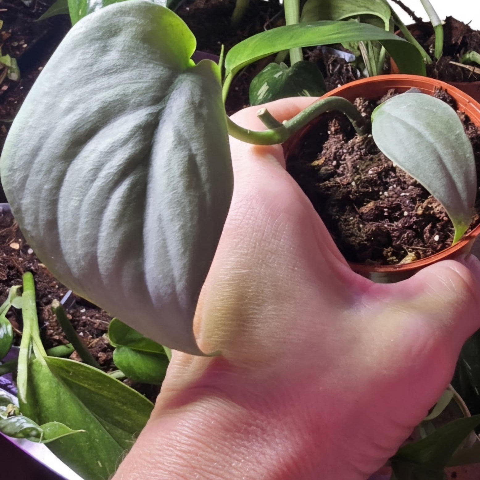 Rooted Scindapsus Treubii Moonlight Starter Plant Actively Growing Sterling Silver Pothos Well-Rooted Live Houseplant