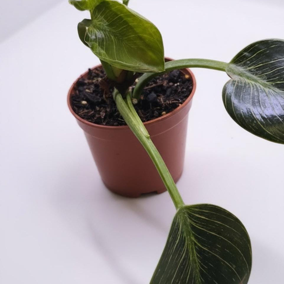 Philodendron Birkin: Juvenile Leaves, Fully Rooted Starter Plant (2-3" Pot)