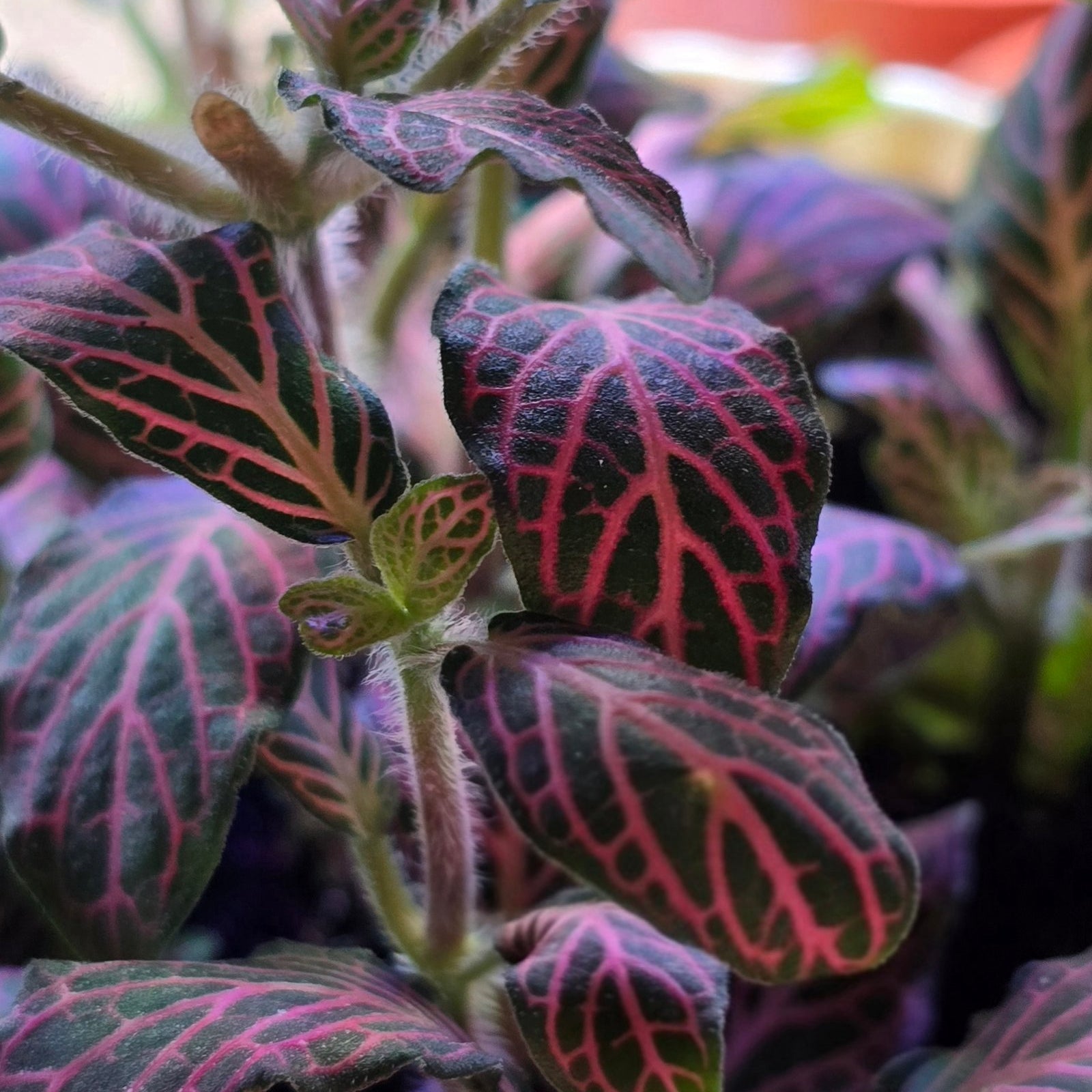 Pink Nerve Plant | Fittonia albivenis image 1