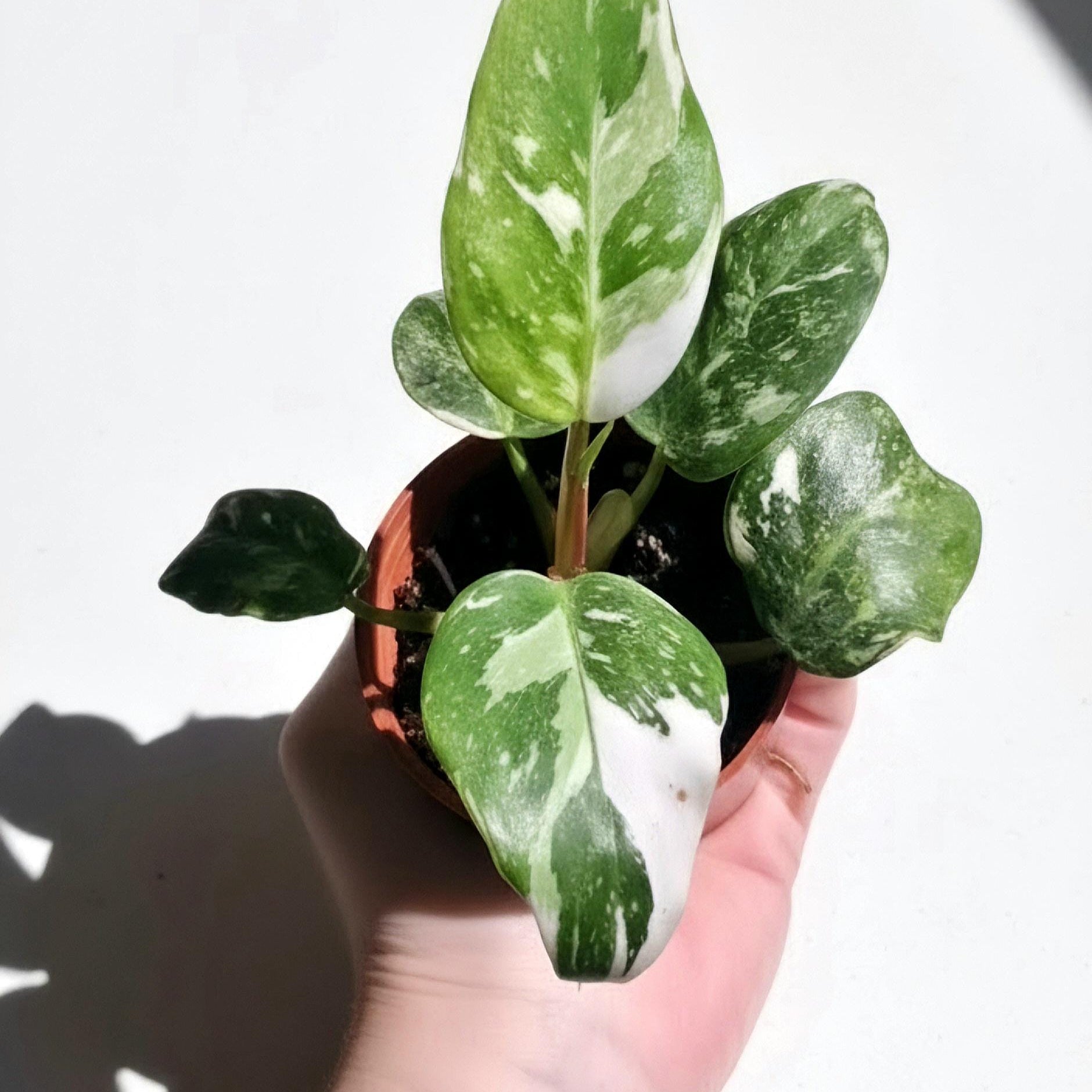 Philodendron White Princess Rooted Starter Plant | Rare Houseplant | Live Plant