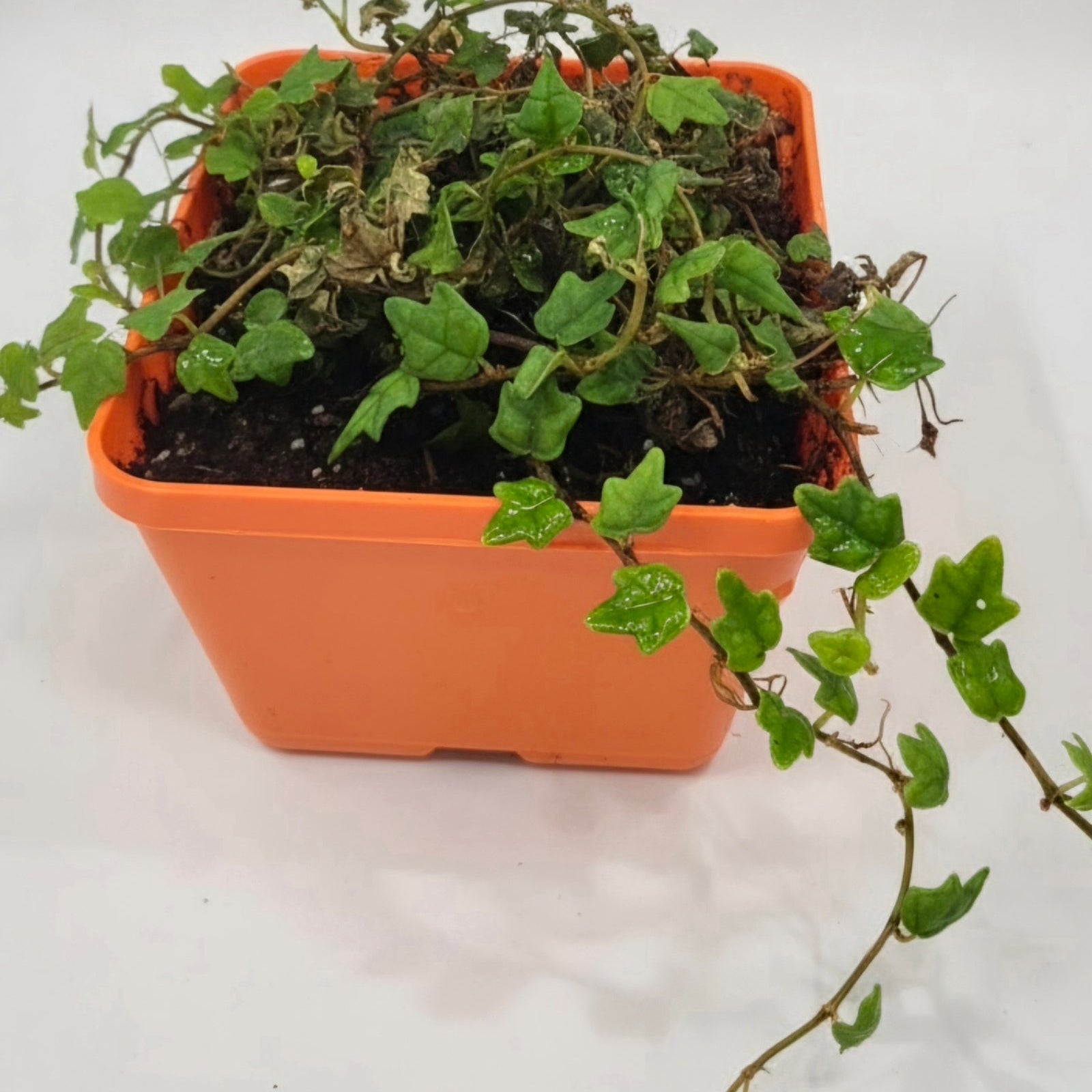 String of Frogs / Ficus pumila ' Quercifolia image 2