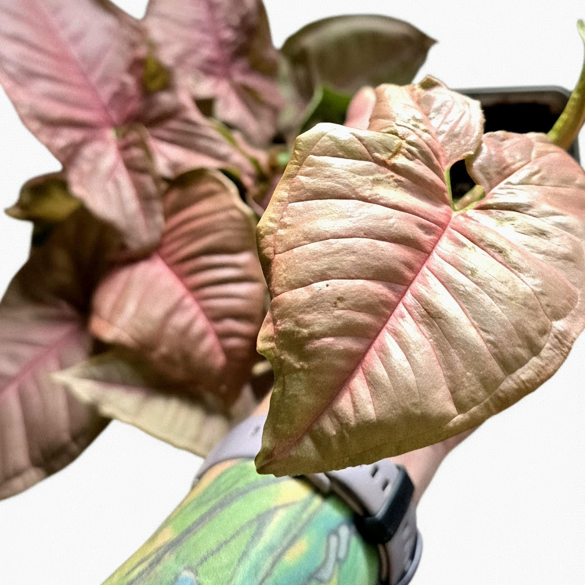 Pink Syngonium Podophyllum, Rare Variegated Arrowhead Plant, Indoor Jungle Pop | Exact Plant