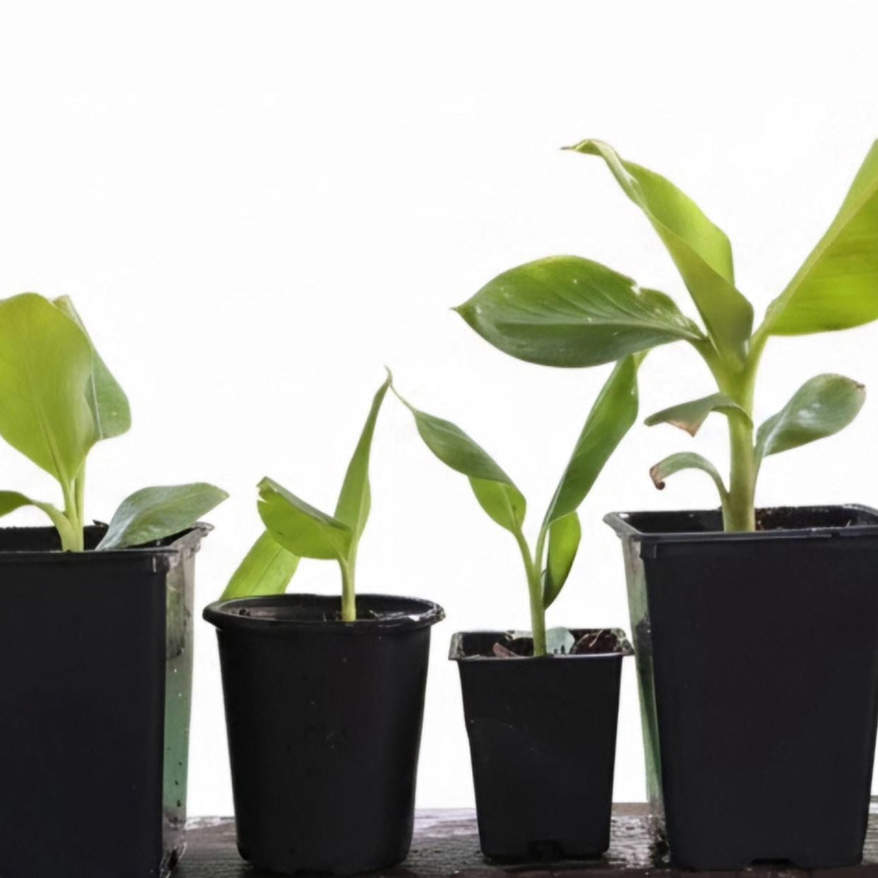 Rooted Dwarf Cavendish Banana Pups (Pet-Safe)