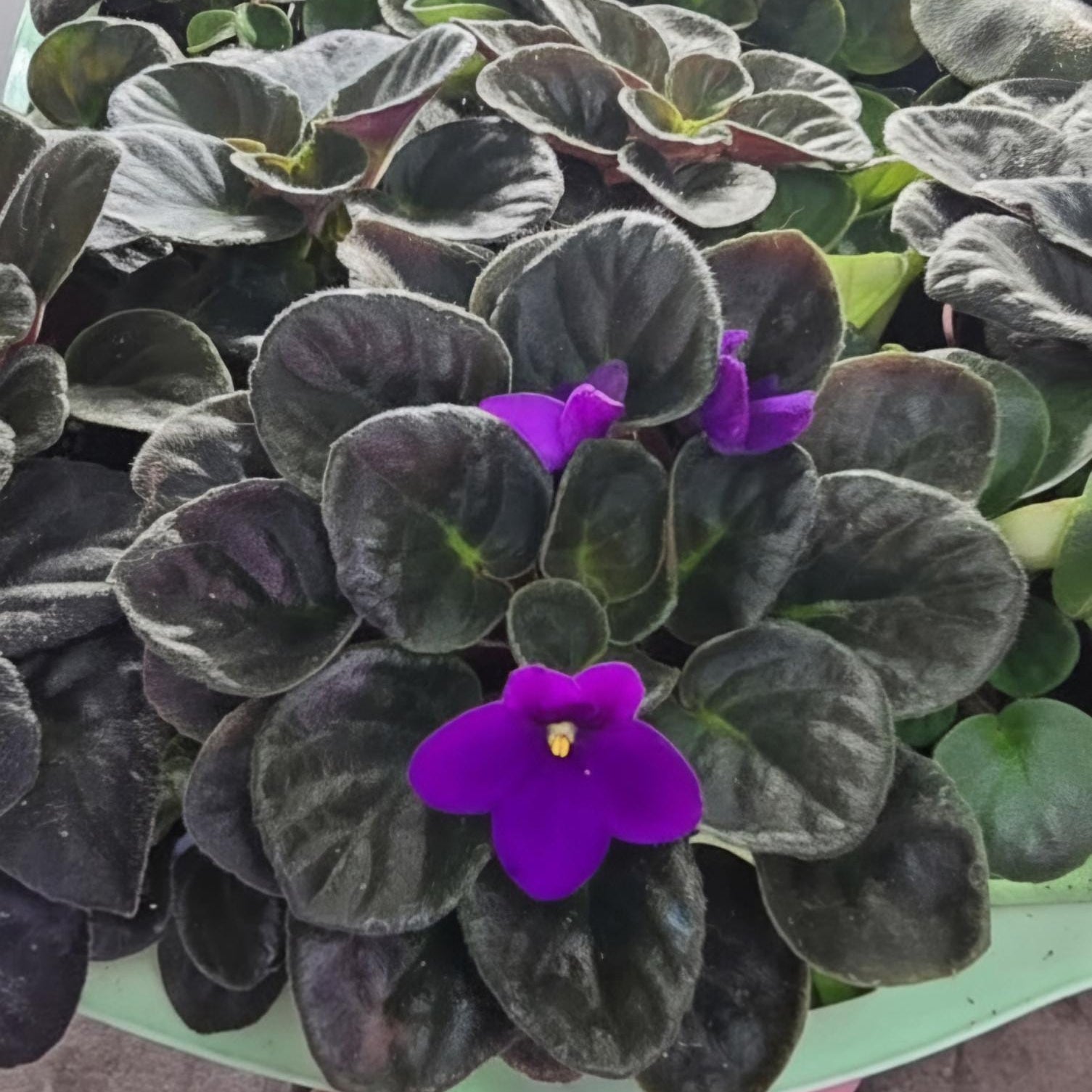 Live White African Violet Plant – Saintpaulia Ionantha in 4" Pot | Continuous Blooming Elegant Indoor Houseplant | Perfect Gift