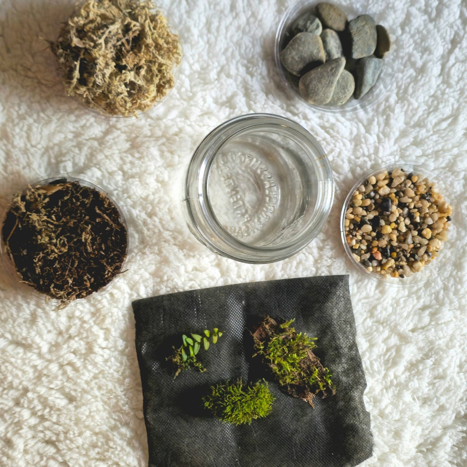The Century Ecosystem - DIY Terrarium Kit image 0