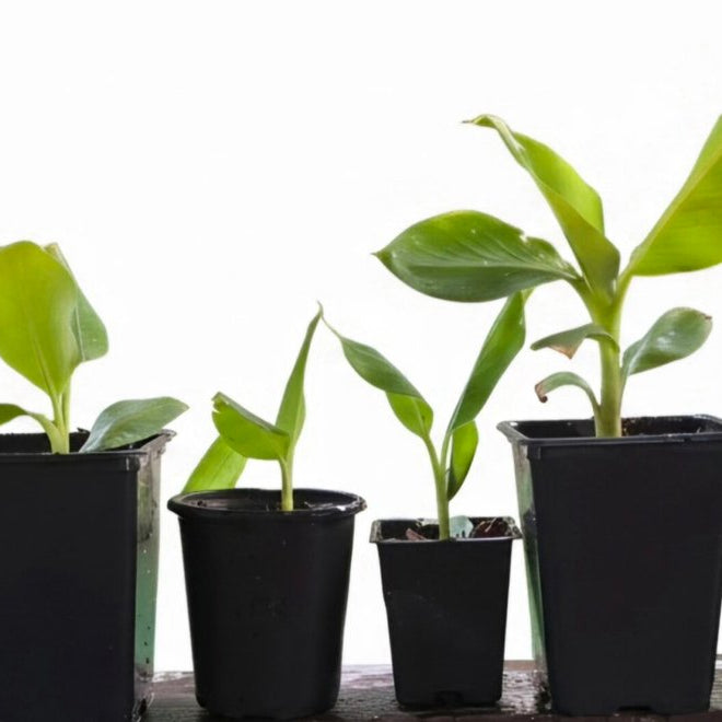 Dwarf Cavendish Banana Plant image 1