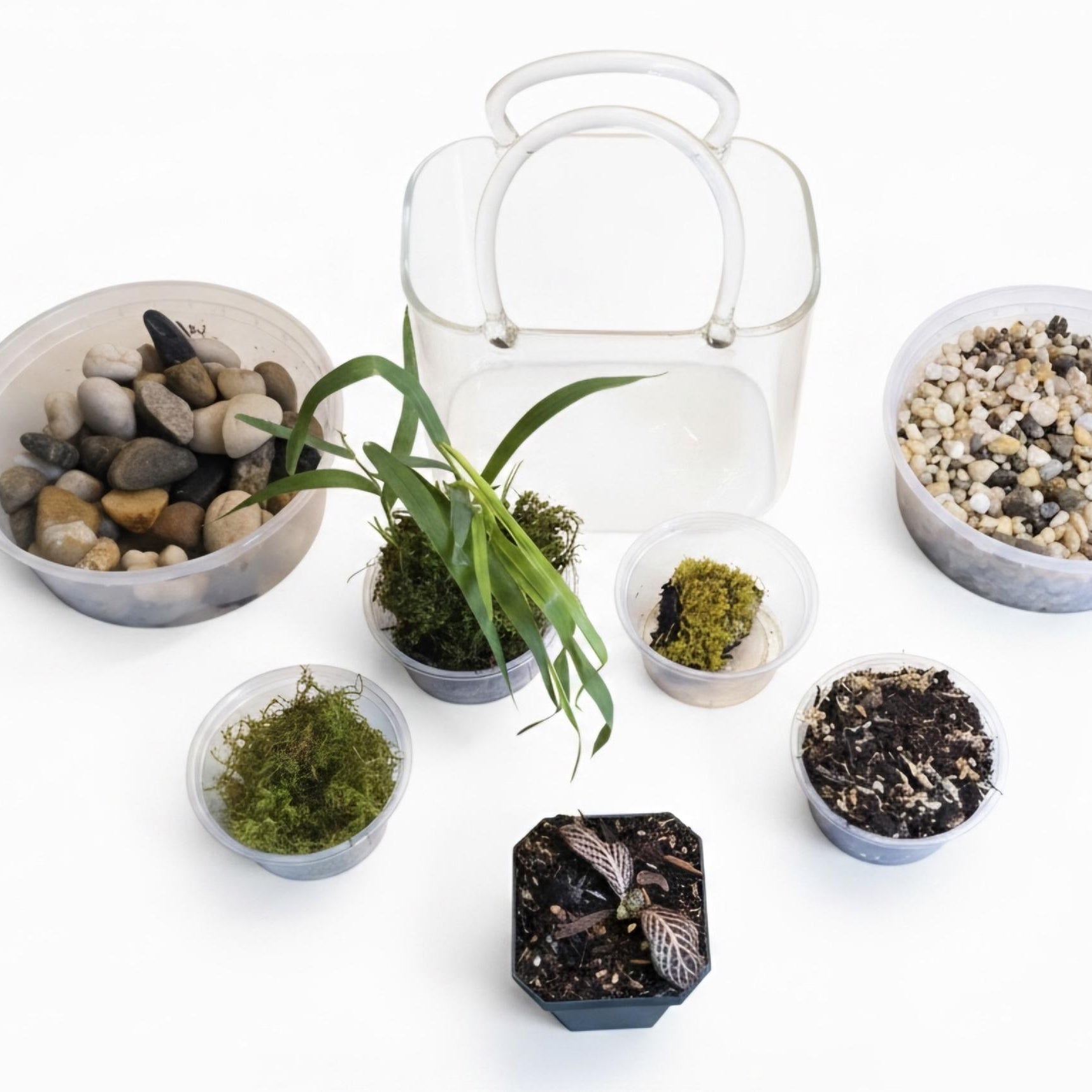 Glass Purse Terrarium Kit • Rare Marcgravia, Fittonia, Live Moss, Miniature Garden Craft