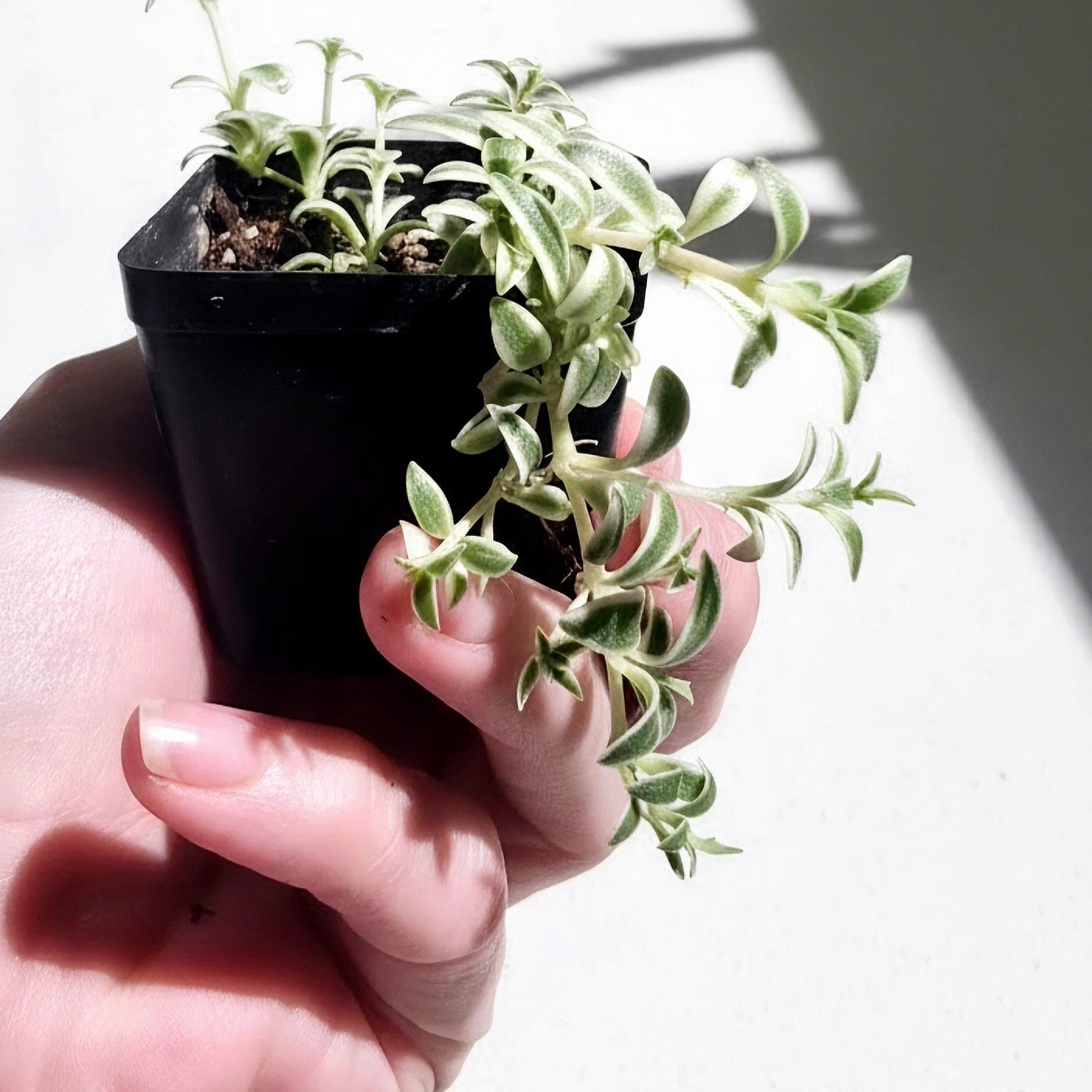 Variegated Baby Sun Rose Plant | Trailing Succulent (Aptenia cordifolia 'Variegata')